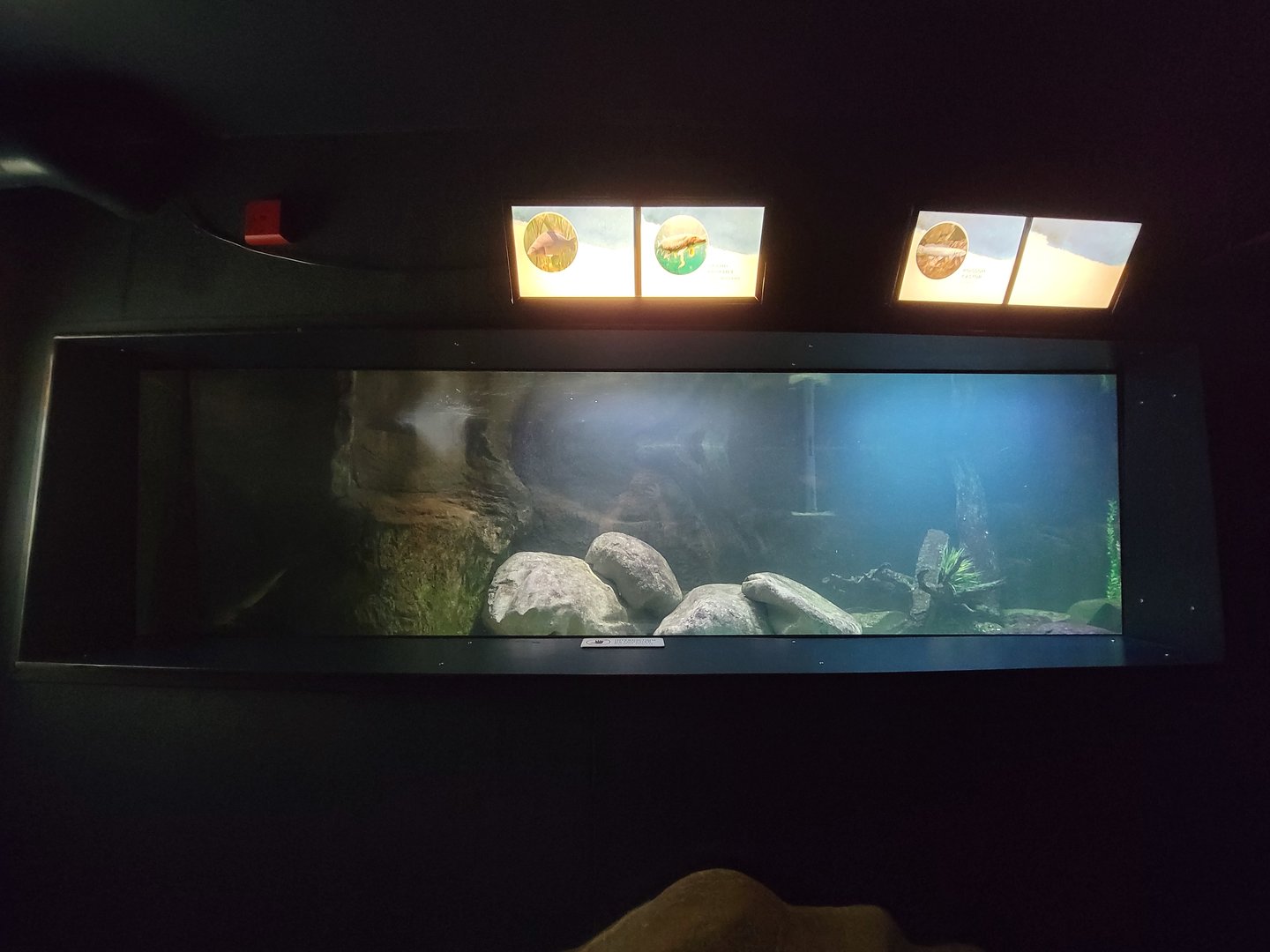 Aquarium du Quebec - Pavillon des eaux douces et salées, 1st Floor, Bowfin, Channel Catfish, Common Carp, Northern Pike, Sauger, Walleye