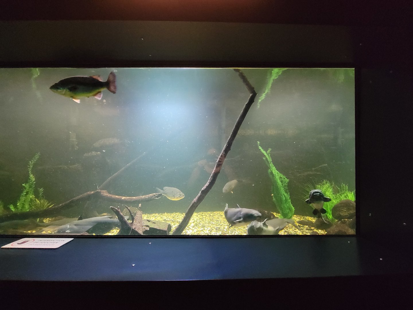 Aquarium du Quebec - Pavillon des eaux douces et salées, 1st Floor, Bowfin, Channel Catfish, Common Carp, Northern Pike, Sauger, Walleye