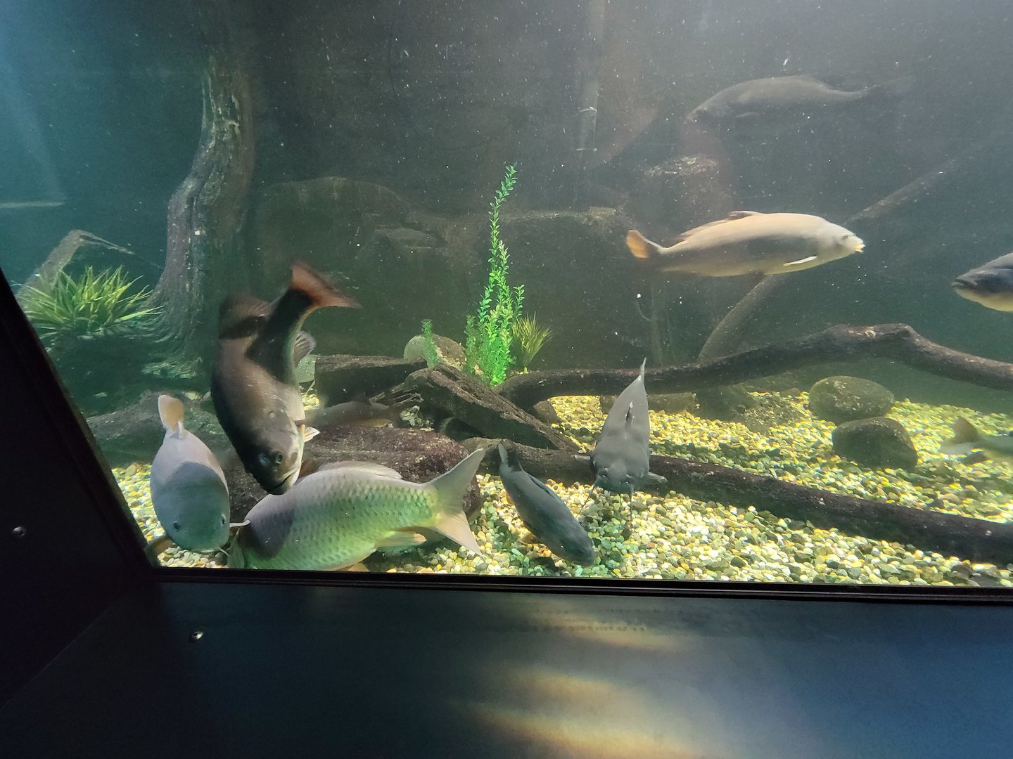 Aquarium du Quebec - Pavillon des eaux douces et salées, 1st Floor, Bowfin, Channel Catfish, Common Carp, Northern Pike, Sauger, Walleye