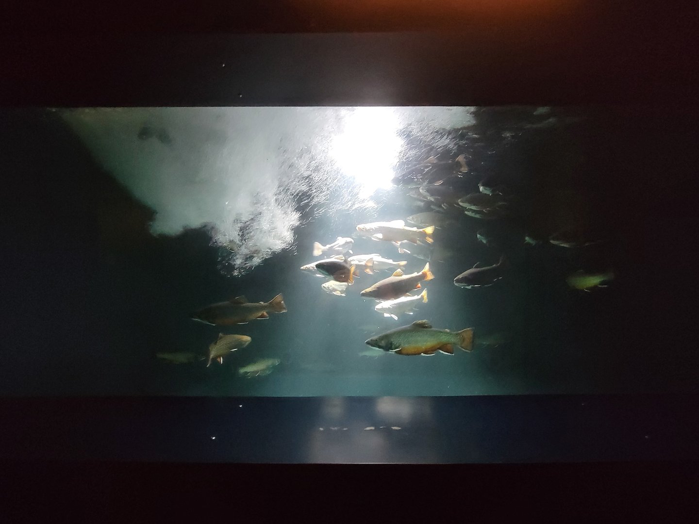Aquarium du Quebec - Pavillon des eaux douces et salées, 1st Floor, Brook Trout