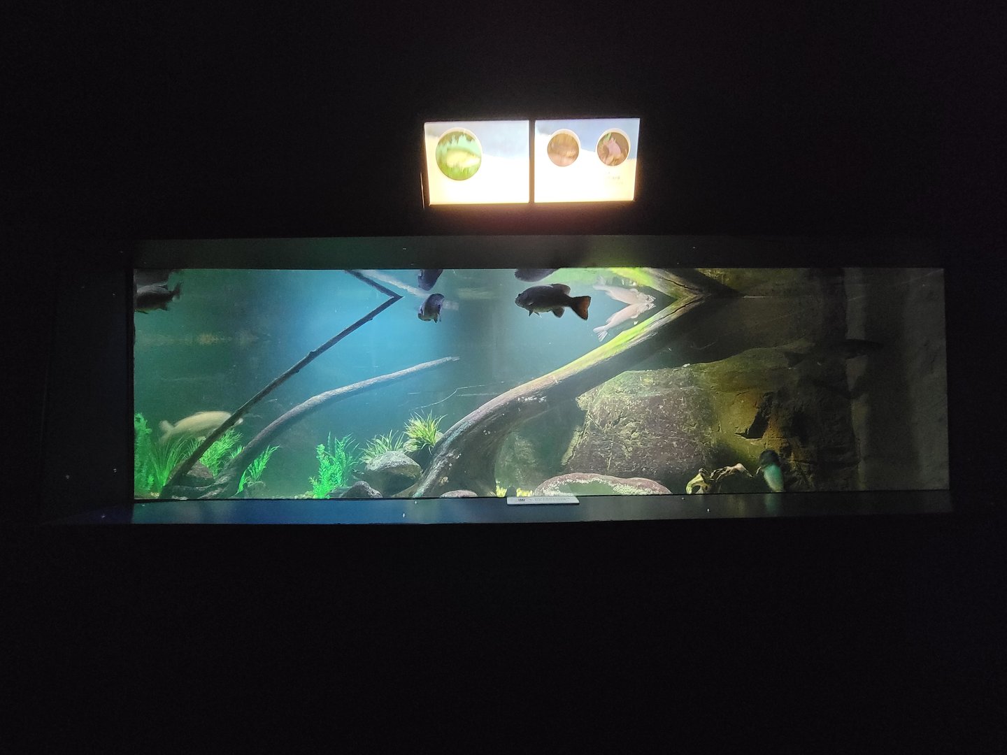 Aquarium du Quebec - Pavillon des eaux douces et salées, 1st Floor, Common Carp, Largemouth Bass, Smallmouth Bass