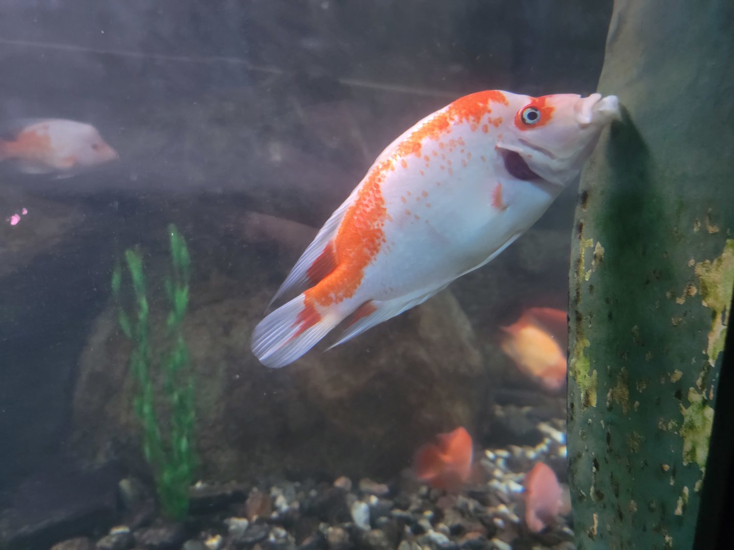 Aquarium du Quebec - Pavillon des eaux douces et salées, 1st Floor, Midas Cichlid