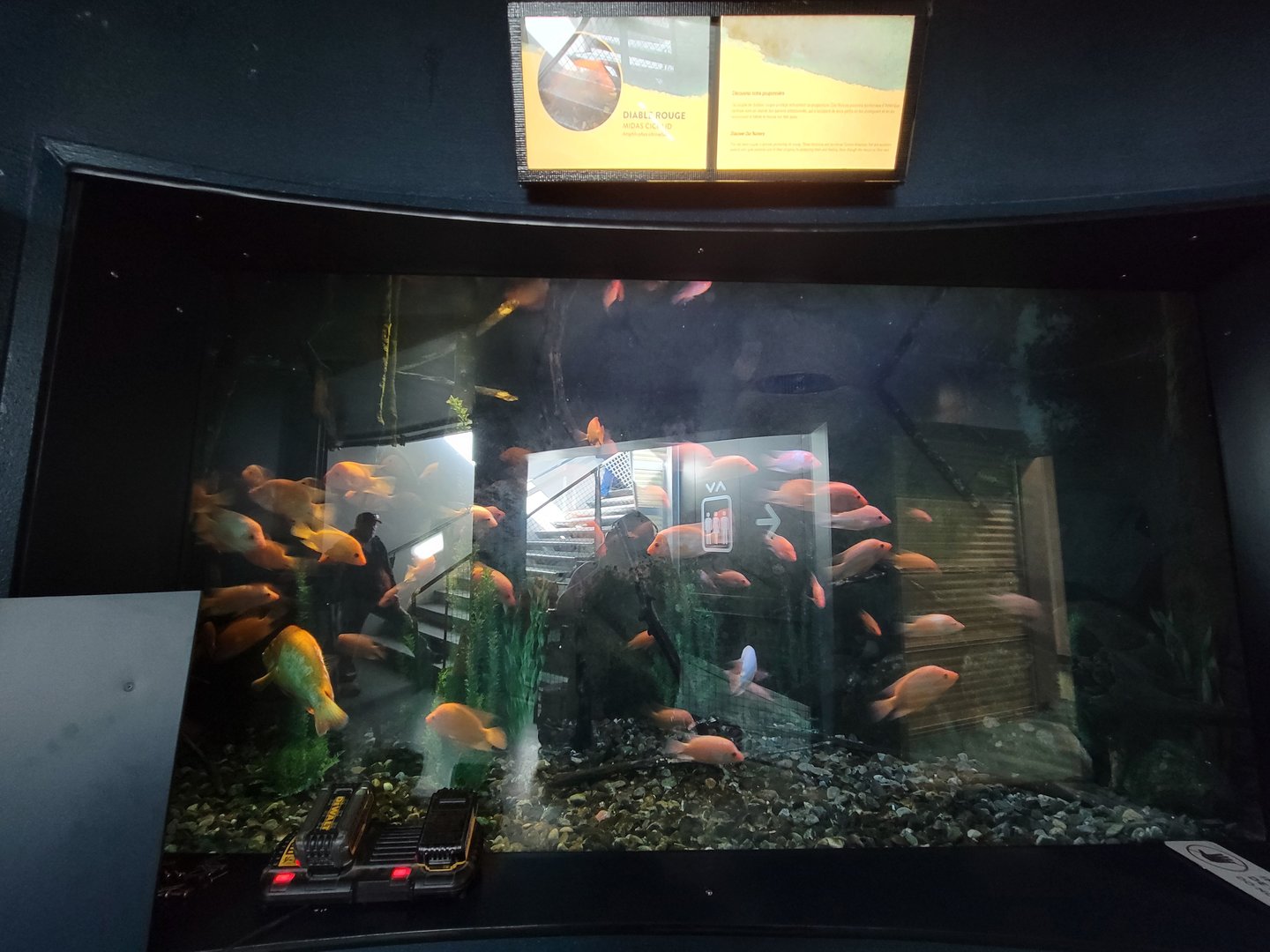 Aquarium du Quebec - Pavillon des eaux douces et salées, 1st Floor, more Midas Cichlids
