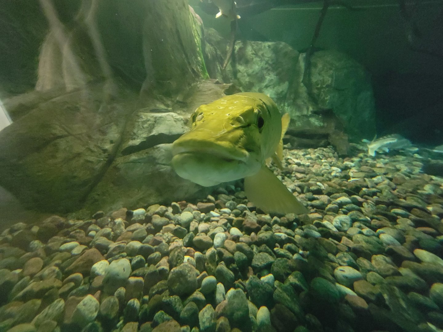 Aquarium du Quebec - Pavillon des eaux douces et salées, 1st Floor, Muskellunge