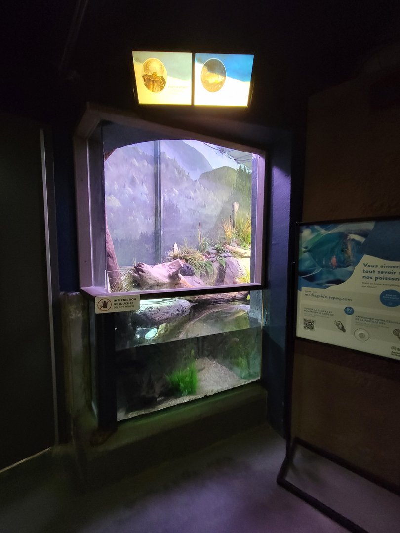 Aquarium du Quebec - Pavillon des eaux douces et salées, 1st Floor, Pumpkinseed and Painted Turtle
