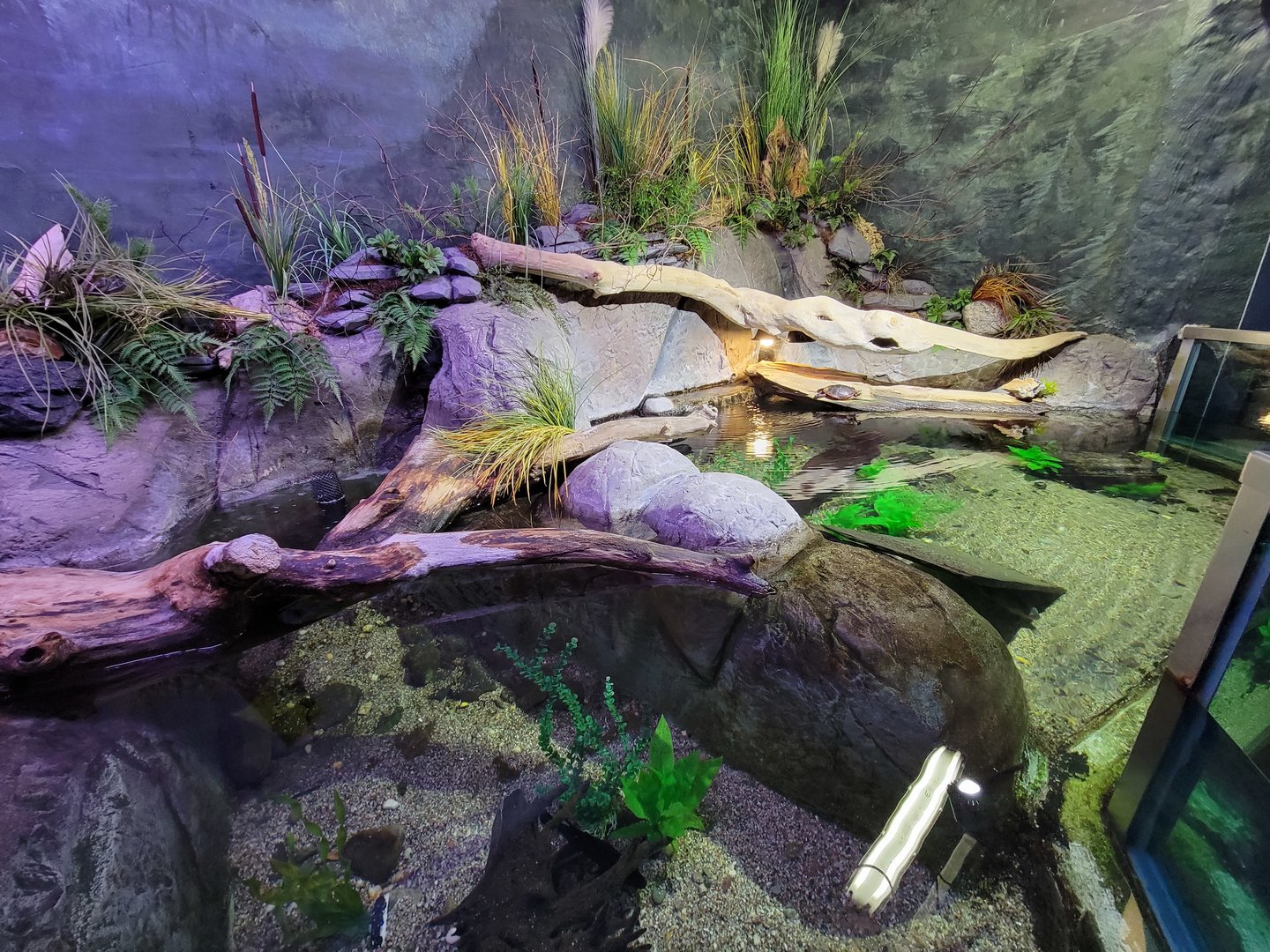 Aquarium du Quebec - Pavillon des eaux douces et salées, 1st Floor, Pumpkinseed and Painted Turtle