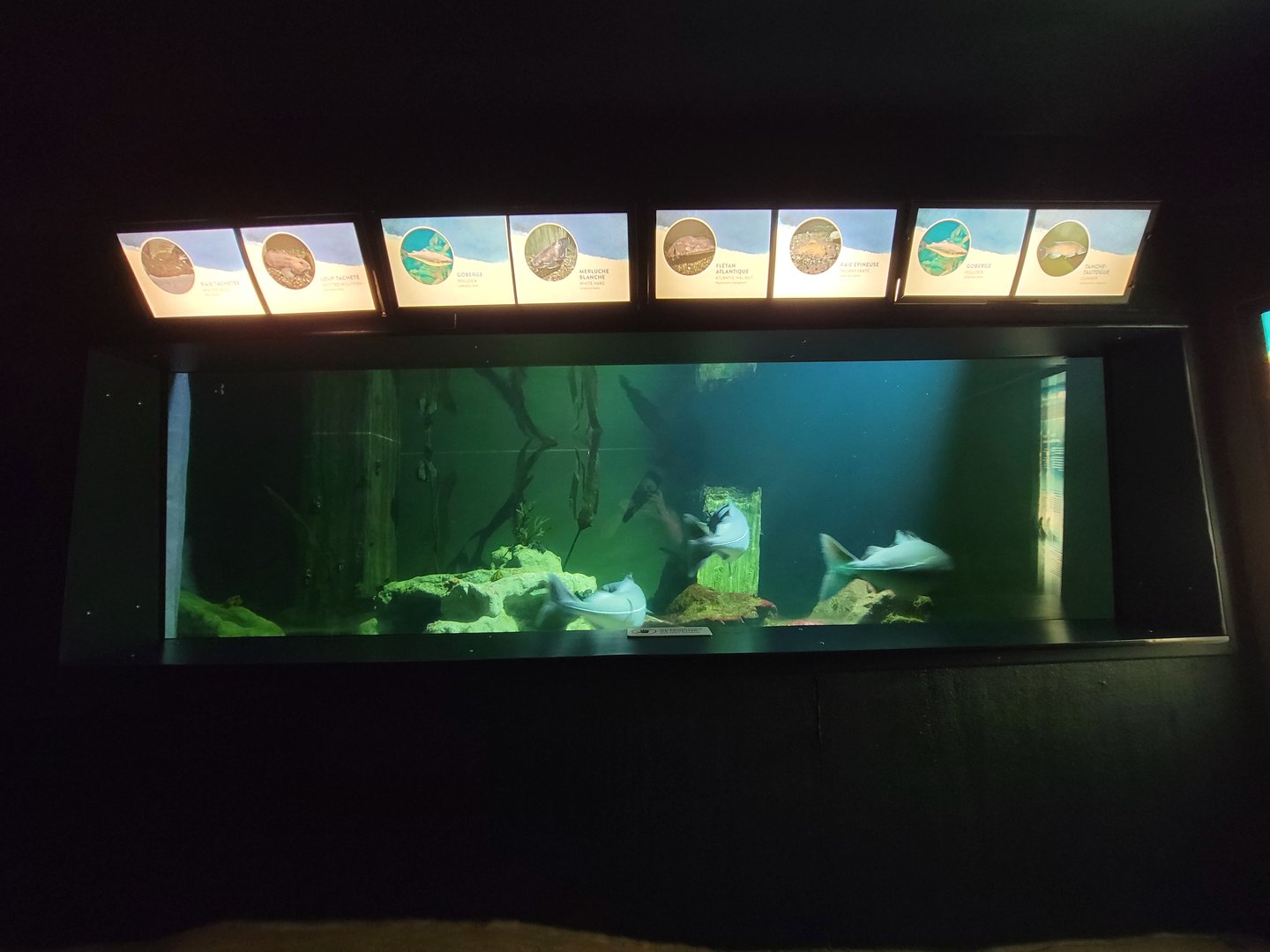 Aquarium du Quebec - Pavillon des eaux douces et salées, 2nd floor, Atlantic Gulf