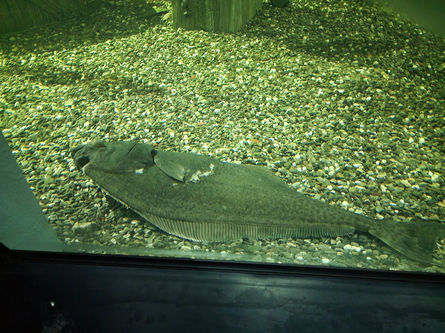 Aquarium du Quebec - Pavillon des eaux douces et salées, 2nd floor, Atlantic Halibut