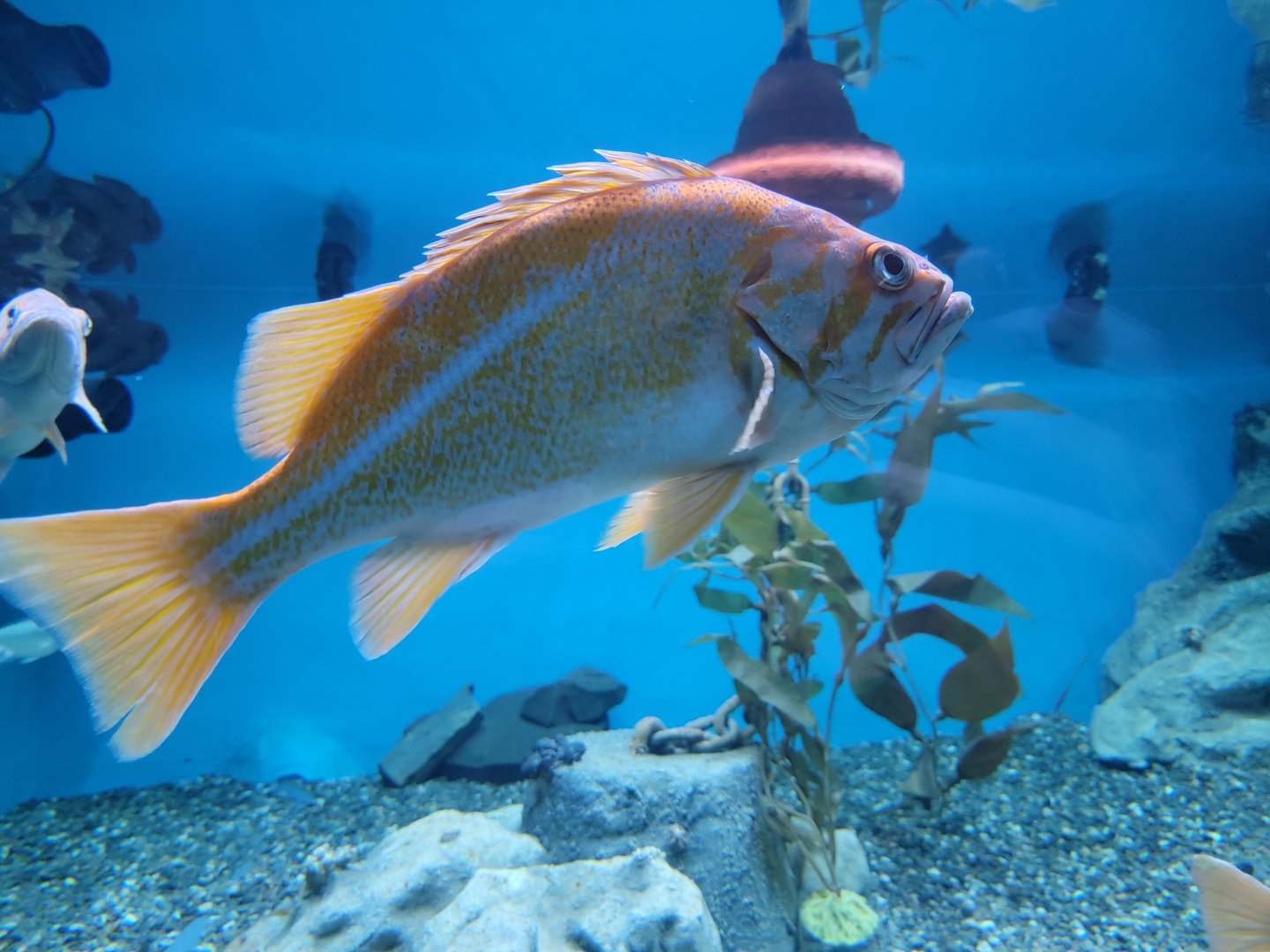 Aquarium du Quebec - Pavillon des eaux douces et salées, 2nd floor, Canary Rockfish