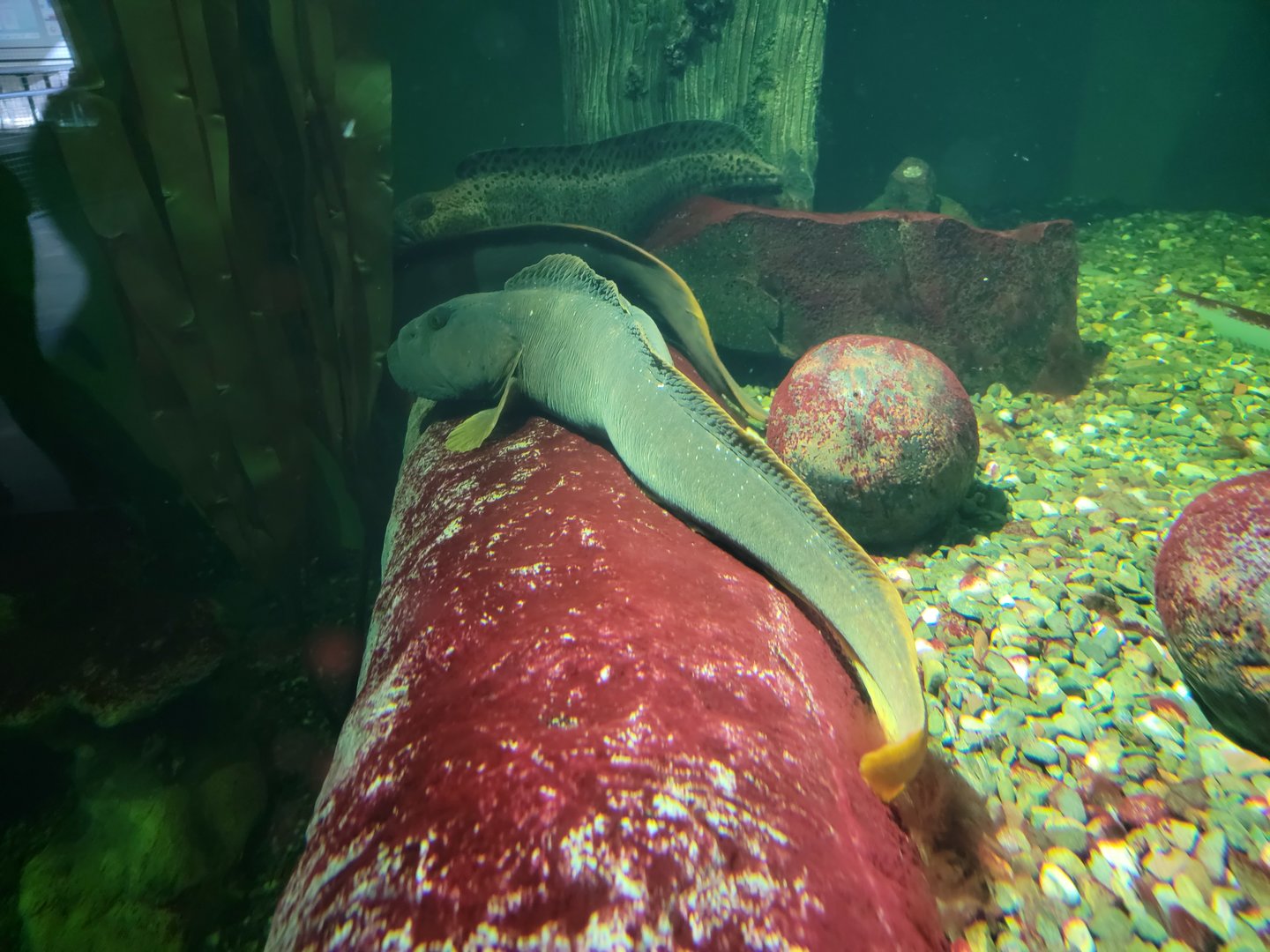 Aquarium du Quebec - Pavillon des eaux douces et salées, 2nd floor, Ocean Pout, Wolffish