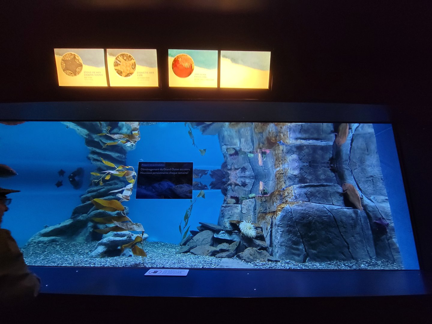 Aquarium du Quebec - Pavillon des eaux douces et salées, 2nd floor, Ocean Trenches