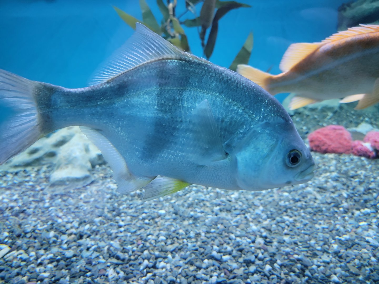 Aquarium du Quebec - Pavillon des eaux douces et salées, 2nd floor, Pile Perch