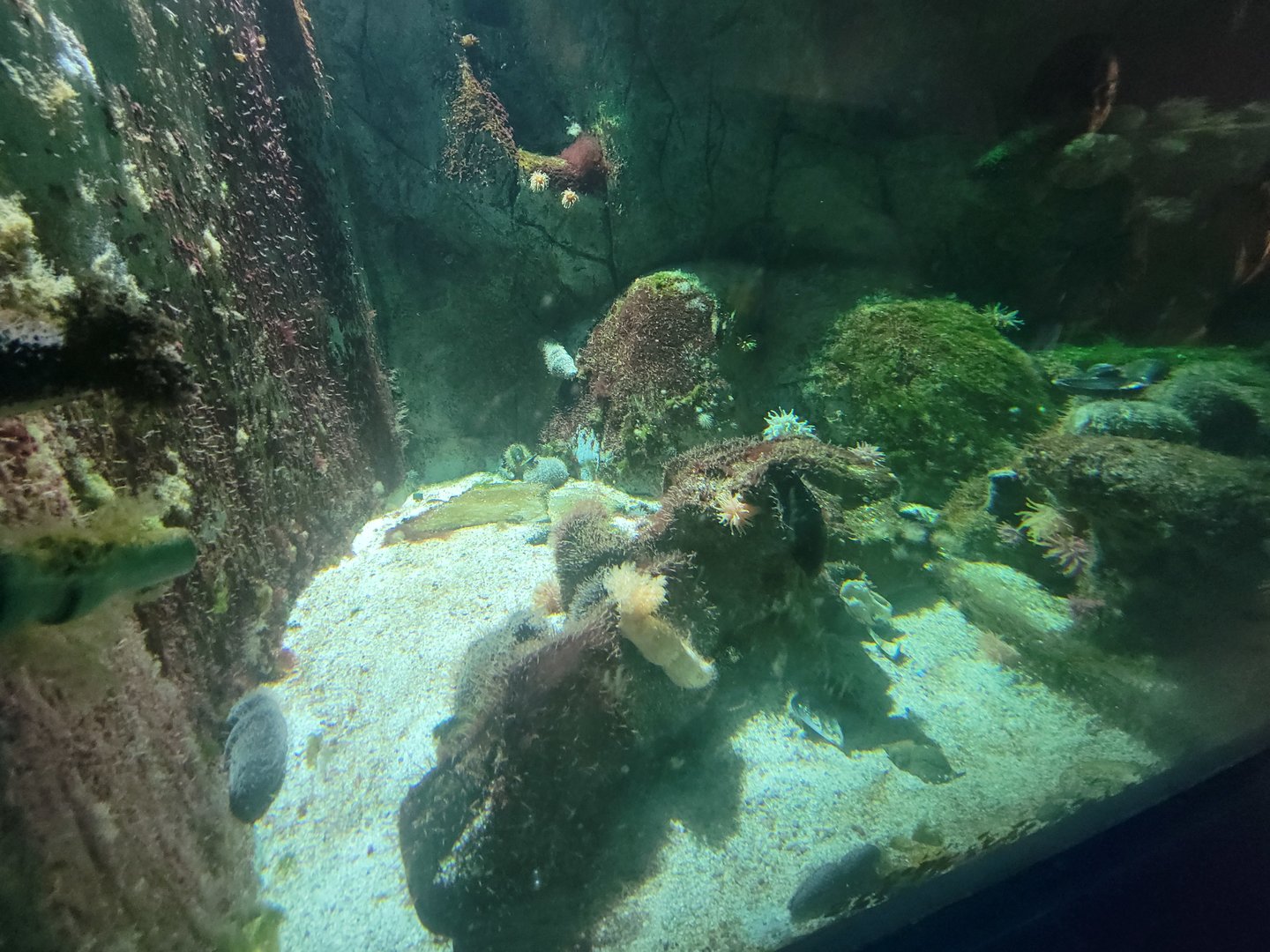 Aquarium du Quebec - Pavillon des eaux douces et salées, 2nd floor, Underwater Cliff tank