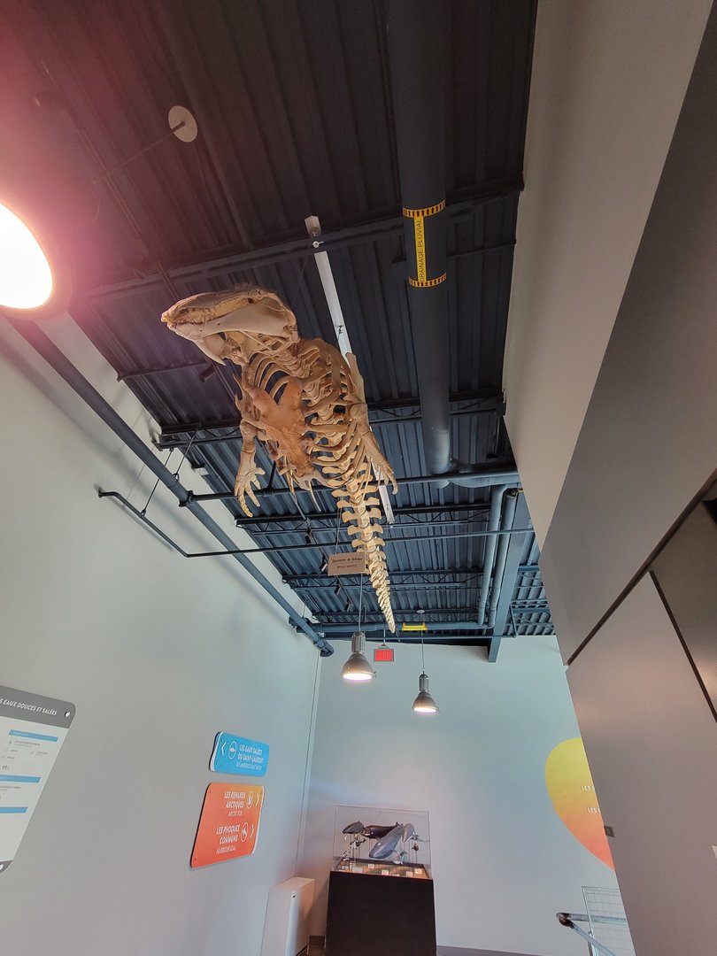 Aquarium du Quebec - Pavillon des eaux douces et salées, 2nd floor, unknown cetacean skeleton