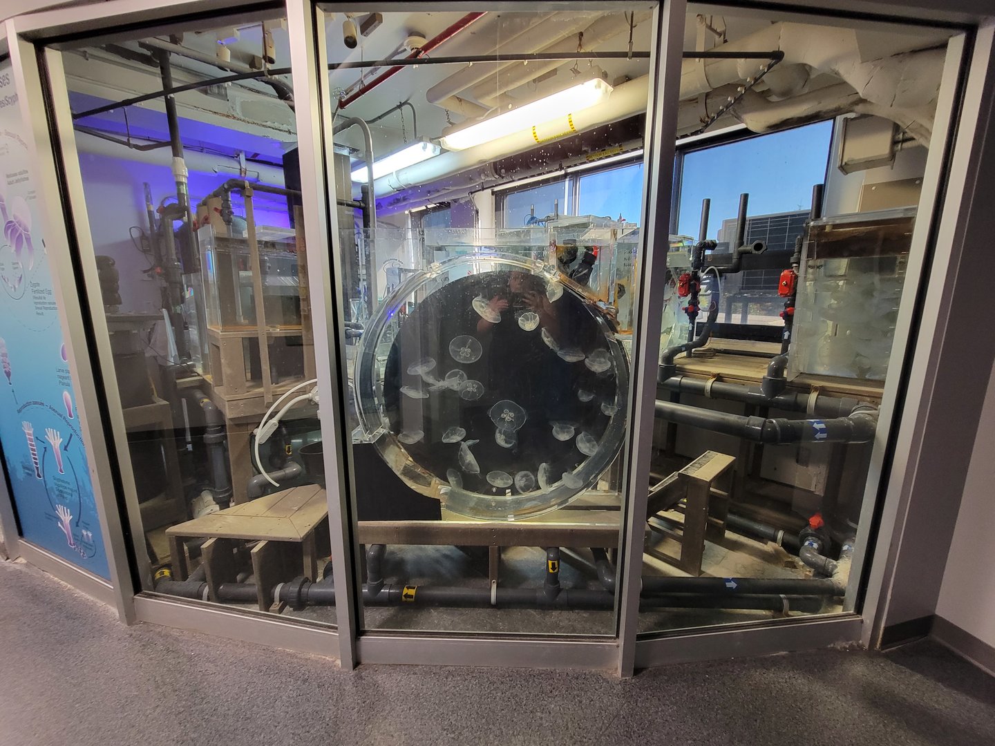Aquarium du Quebec - Pavillon des eaux douces et salées, 3rd floor, Aqua Lab (moon jellies)