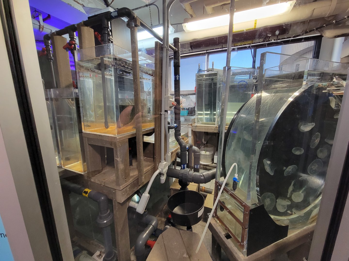 Aquarium du Quebec - Pavillon des eaux douces et salées, 3rd floor, Aqua Lab (moon jellies)