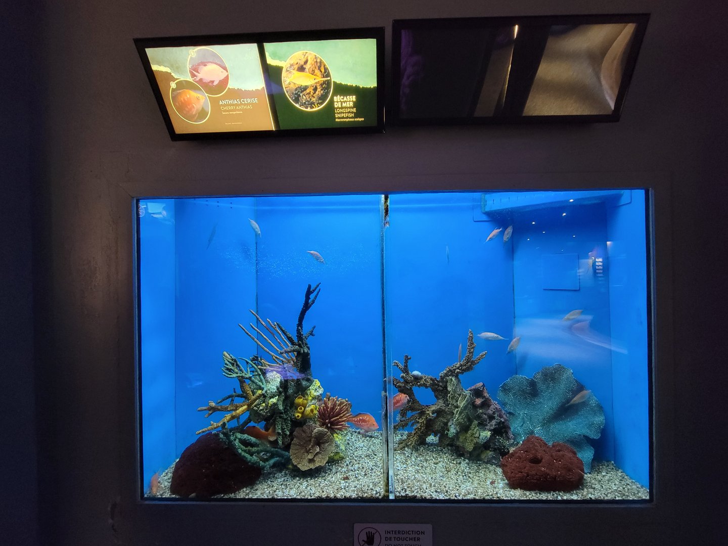 Aquarium du Quebec - Pavillon des eaux douces et salées, 3rd floor, Cherry Anthias and Longspine Snipefish