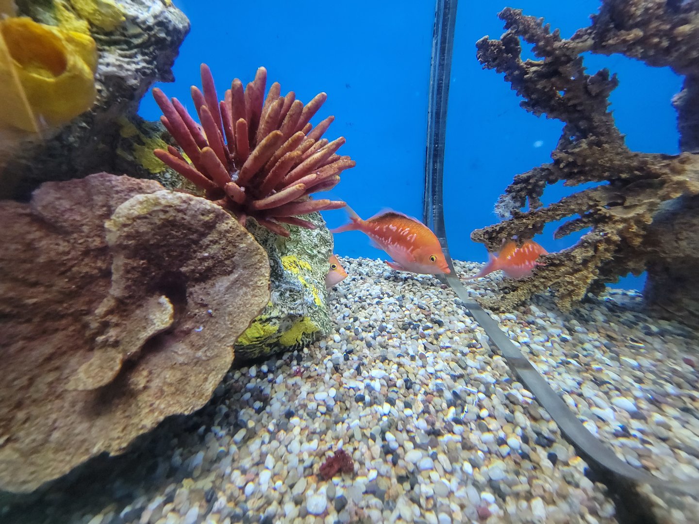 Aquarium du Quebec - Pavillon des eaux douces et salées, 3rd floor, Cherry Anthias