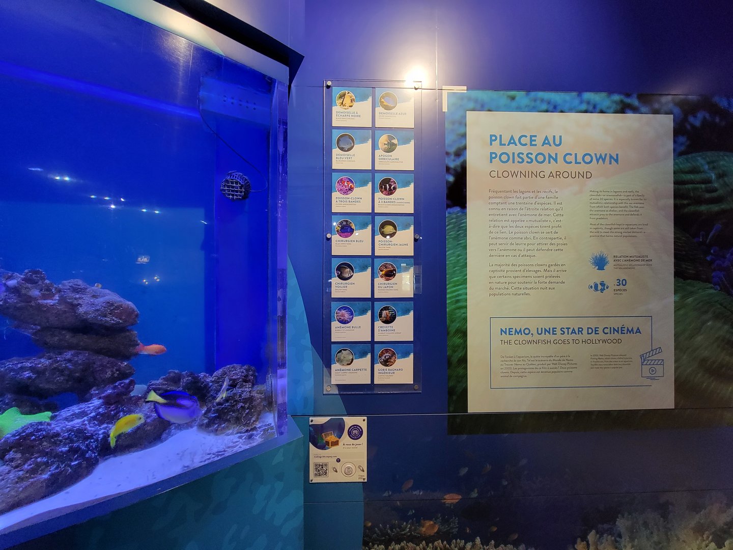 Aquarium du Quebec - Pavillon des eaux douces et salées, 3rd floor, Clownfish tank