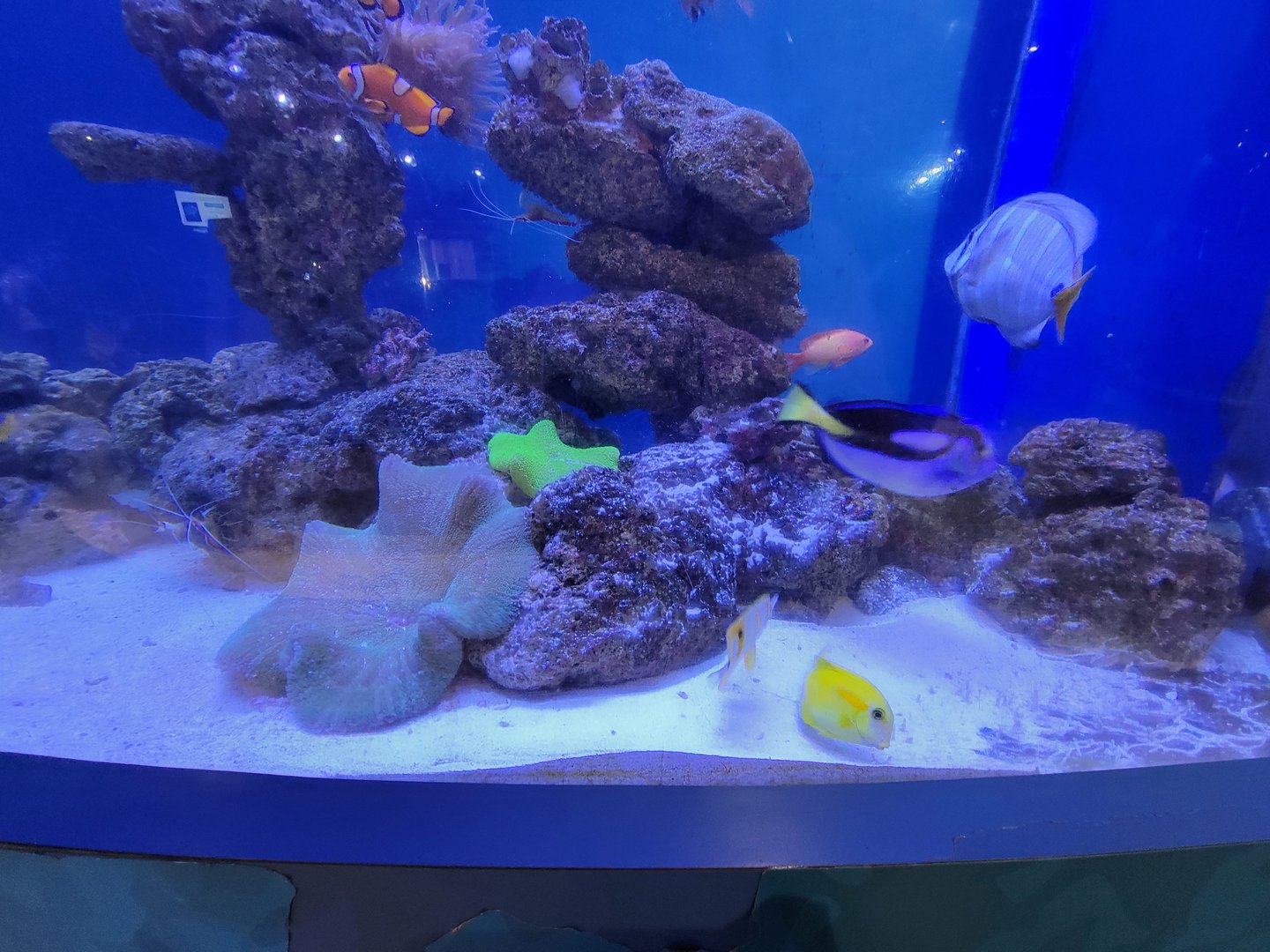 Aquarium du Quebec - Pavillon des eaux douces et salées, 3rd floor, Clownfish tank