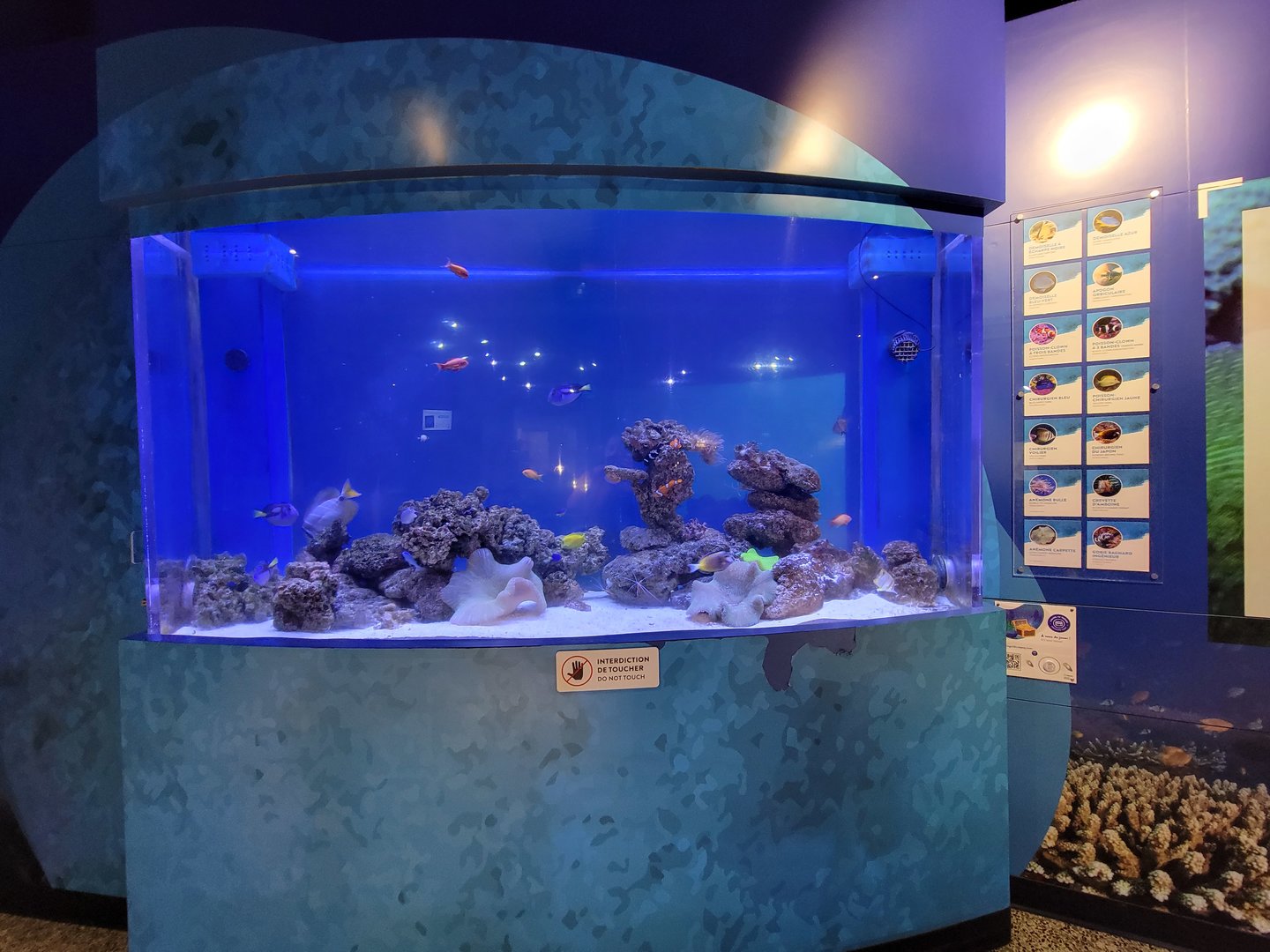 Aquarium du Quebec - Pavillon des eaux douces et salées, 3rd floor, Clownfish tank