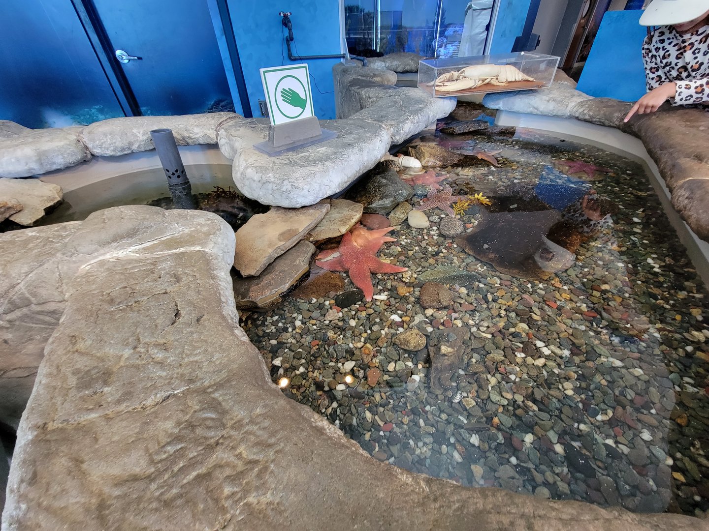 Aquarium du Quebec - Pavillon des eaux douces et salées, 3rd floor, Coastal Zones touch tank