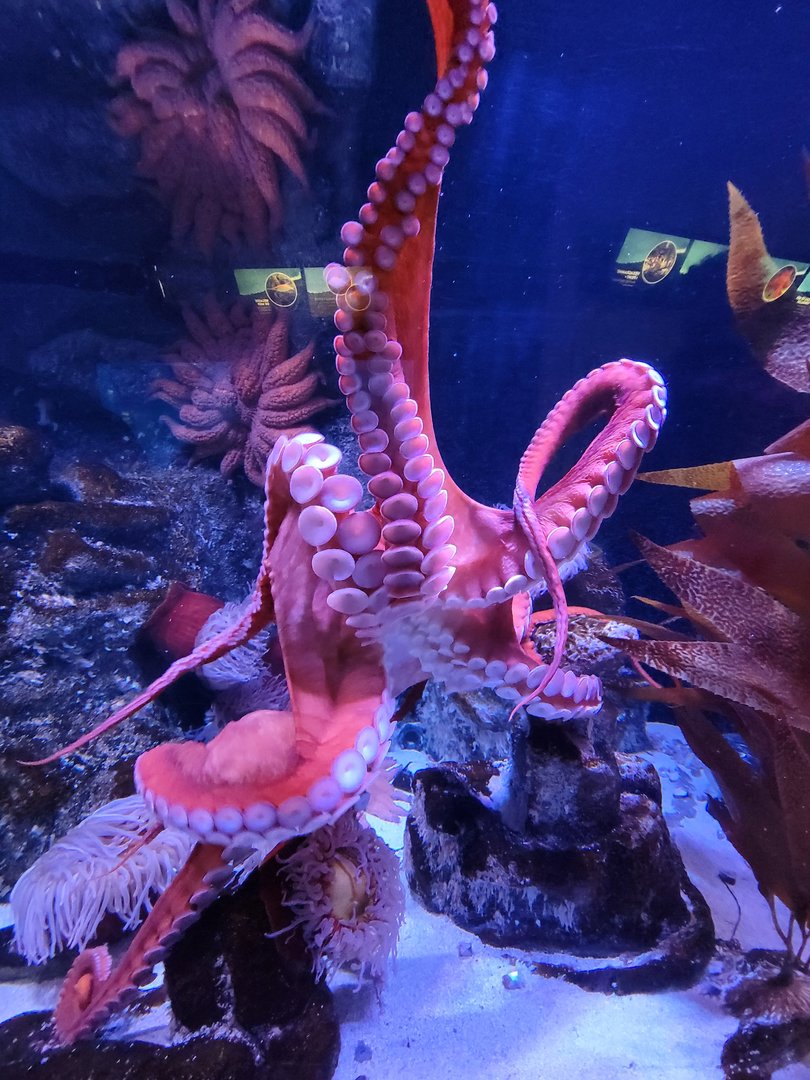 Aquarium du Quebec - Pavillon des eaux douces et salées, 3rd floor, Giant Pacific Octopus