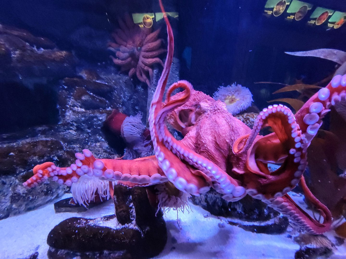 Aquarium du Quebec - Pavillon des eaux douces et salées, 3rd floor, Giant Pacific Octopus