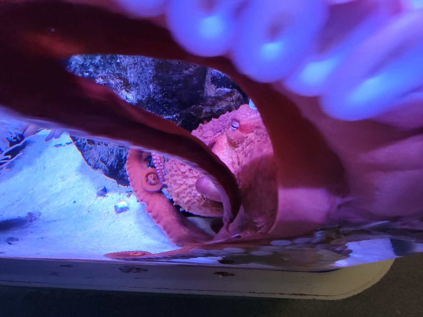 Aquarium du Quebec - Pavillon des eaux douces et salées, 3rd floor, Giant Pacific Octopus