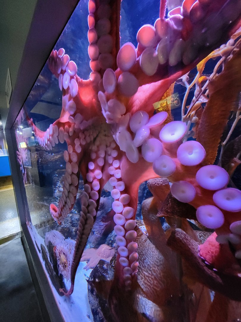 Aquarium du Quebec - Pavillon des eaux douces et salées, 3rd floor, Giant Pacific Octopus