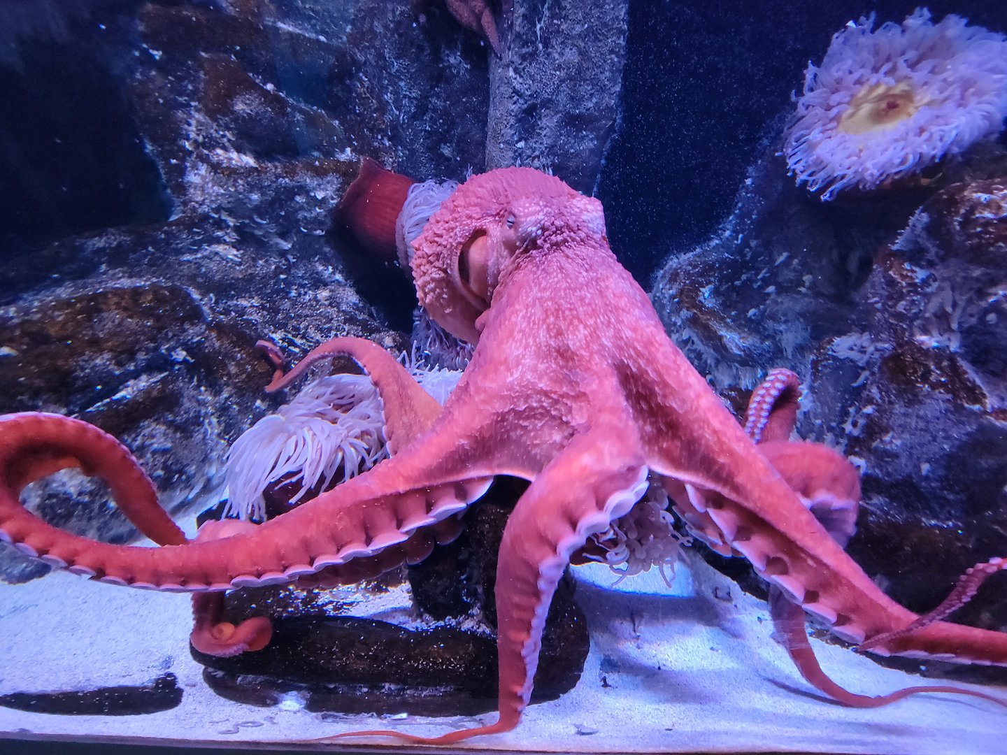 Aquarium du Quebec - Pavillon des eaux douces et salées, 3rd floor, Giant Pacific Octopus