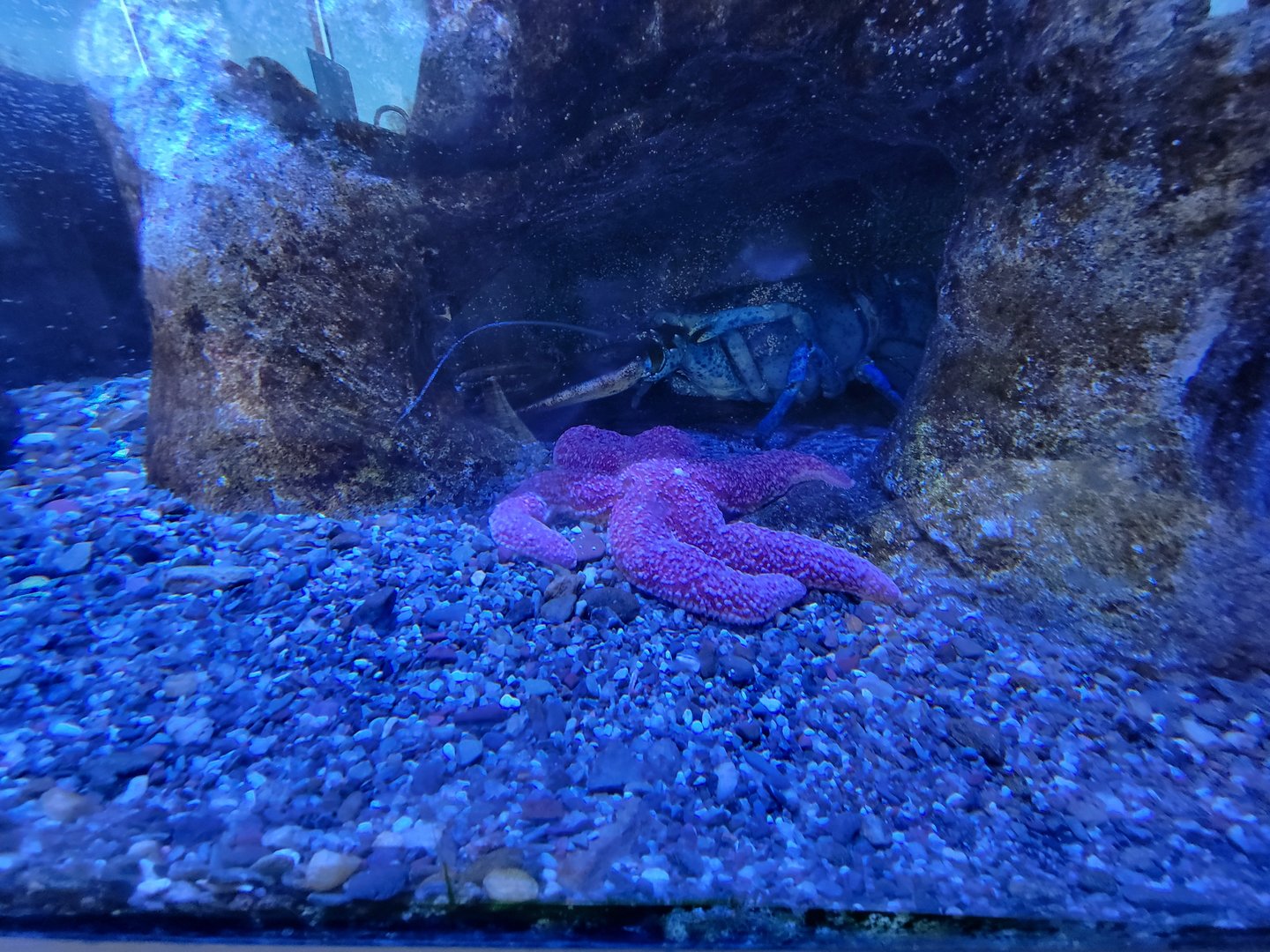Aquarium du Quebec - Pavillon des eaux douces et salées, 3rd floor, Gulf of St Lawrence