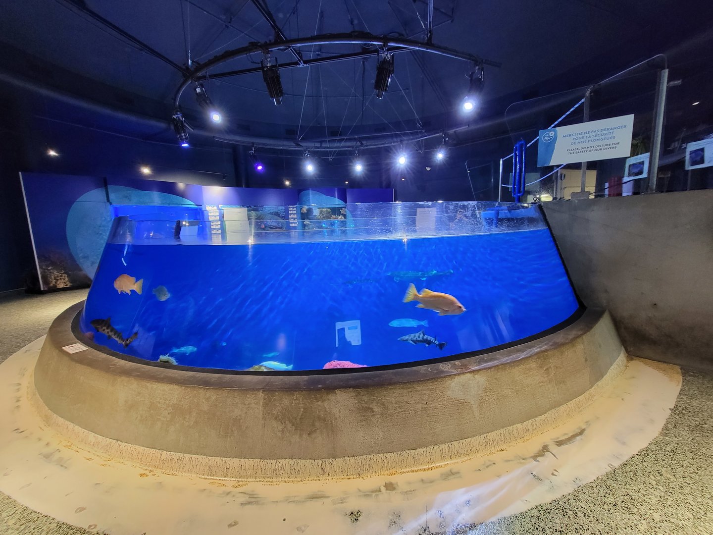 Aquarium du Quebec - Pavillon des eaux douces et salées, 3rd floor, Leopard Shark and various rockfish