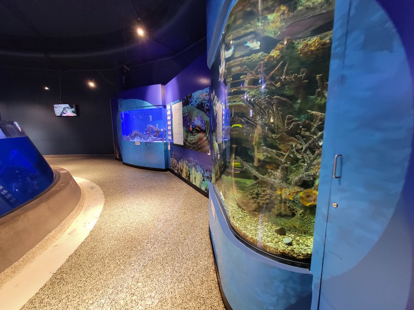 Aquarium du Quebec - Pavillon des eaux douces et salées, 3rd floor, salt reef tanks