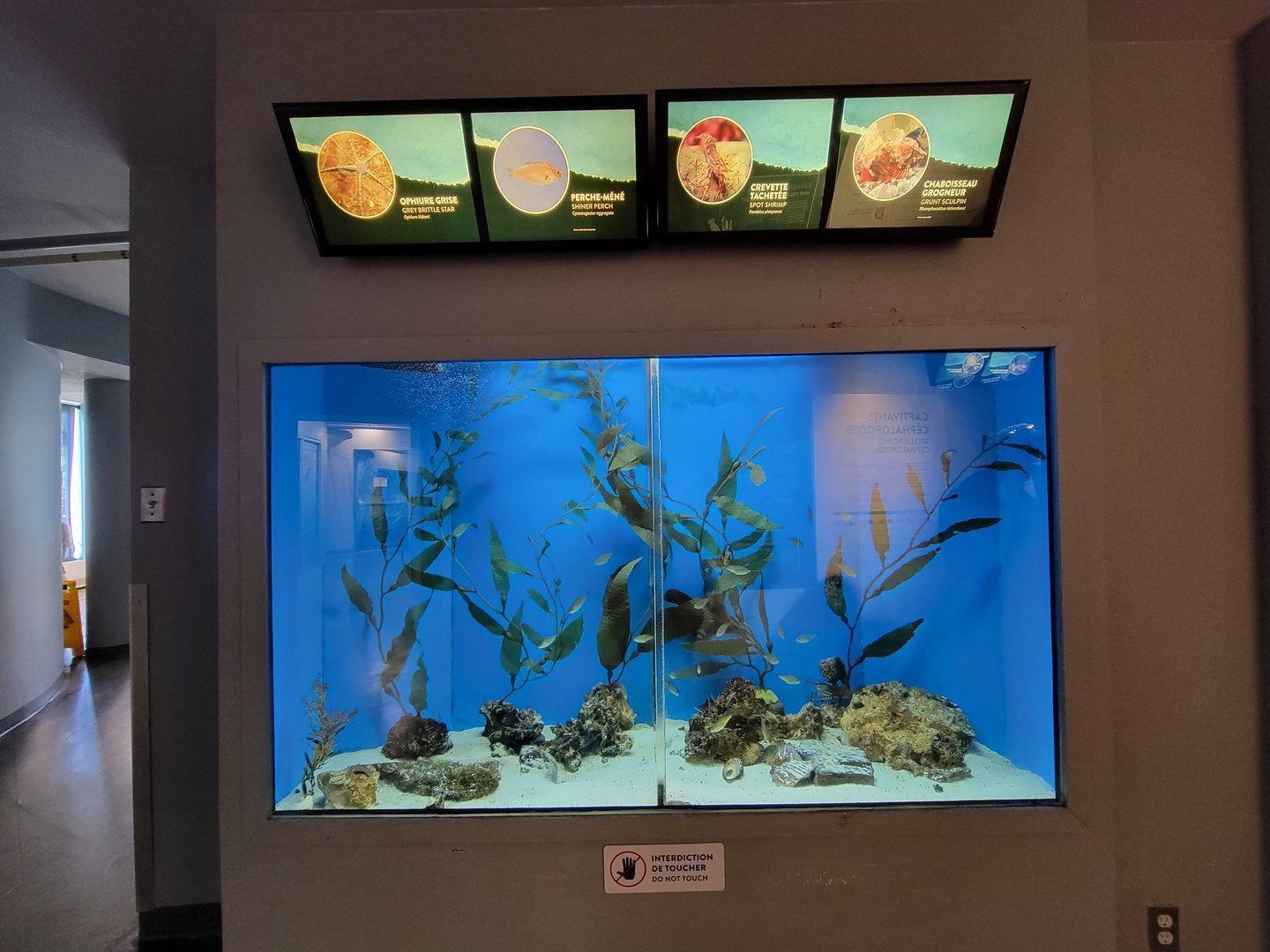 Aquarium du Quebec - Pavillon des eaux douces et salées, 3rd floor, Shiner Perch, Spot Shrimp, Grunt Sculpin, Grey Brittle Star