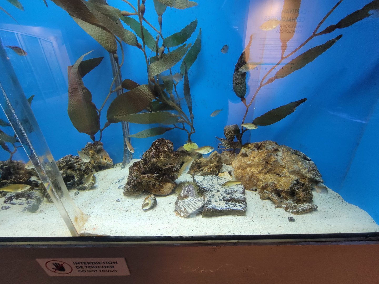 Aquarium du Quebec - Pavillon des eaux douces et salées, 3rd floor, Shiner Perch, Spot Shrimp, Grunt Sculpin, Grey Brittle Star