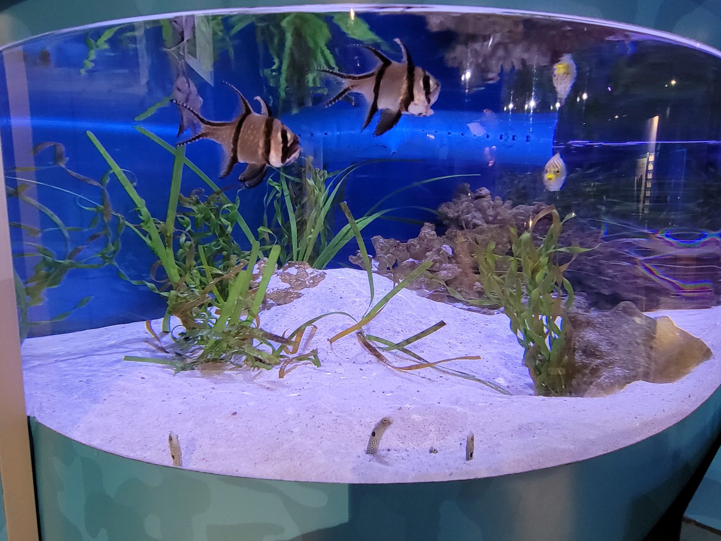 Aquarium du Quebec - Pavillon des eaux douces et salées, 3rd floor, Spotted Garden Eels, Banggai Cardinalfish