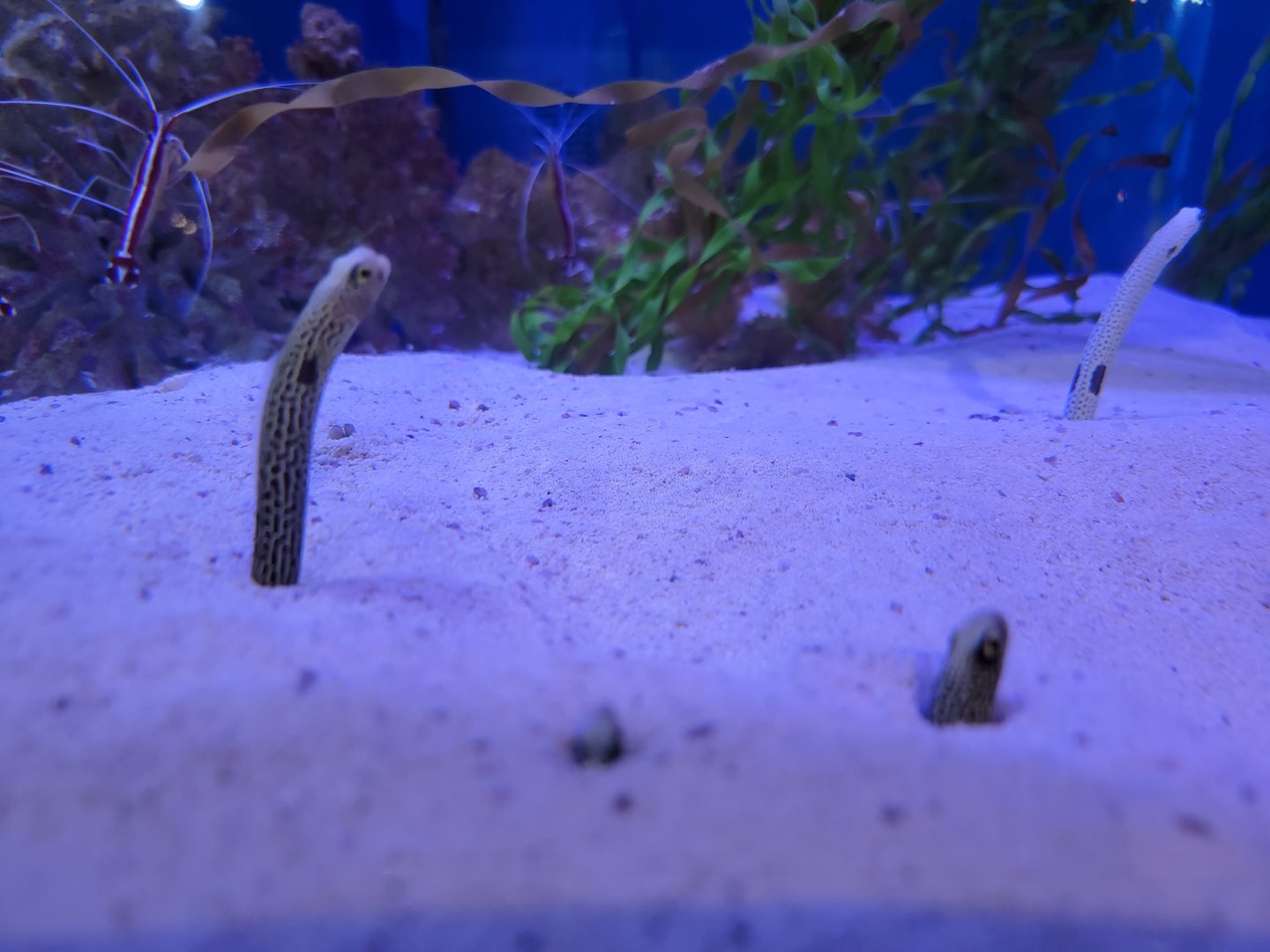 Aquarium du Quebec - Pavillon des eaux douces et salées, 3rd floor, Spotted Garden Eels, unsigned shrimp