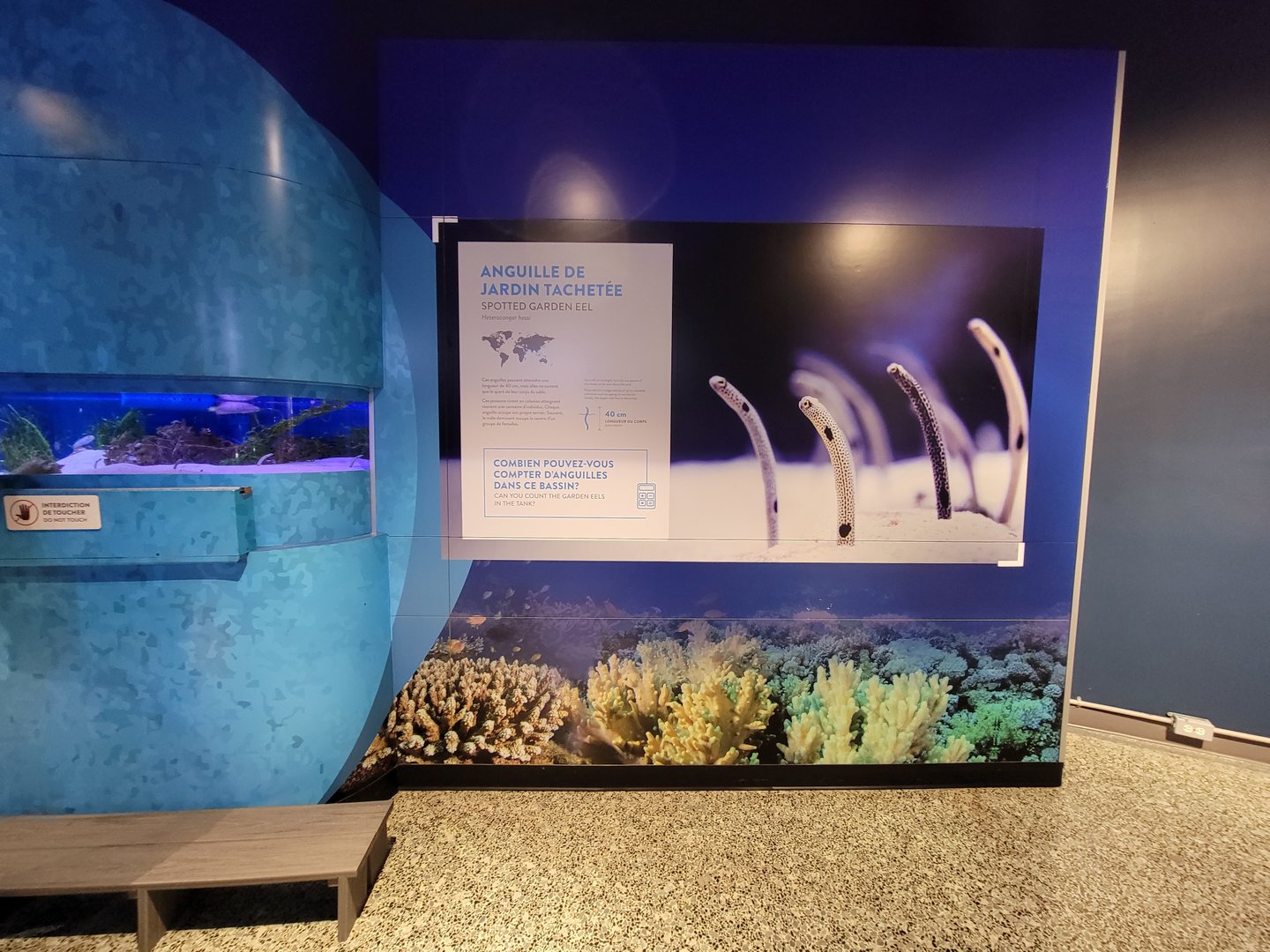Aquarium du Quebec - Pavillon des eaux douces et salées, 3rd floor, Spotted Garden Eels