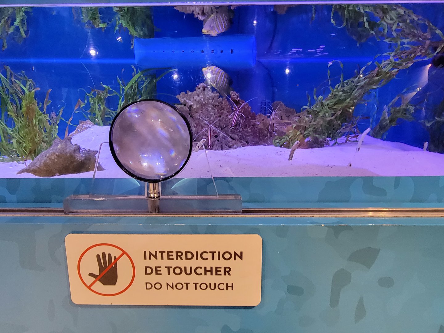 Aquarium du Quebec - Pavillon des eaux douces et salées, 3rd floor, Spotted Garden Eels