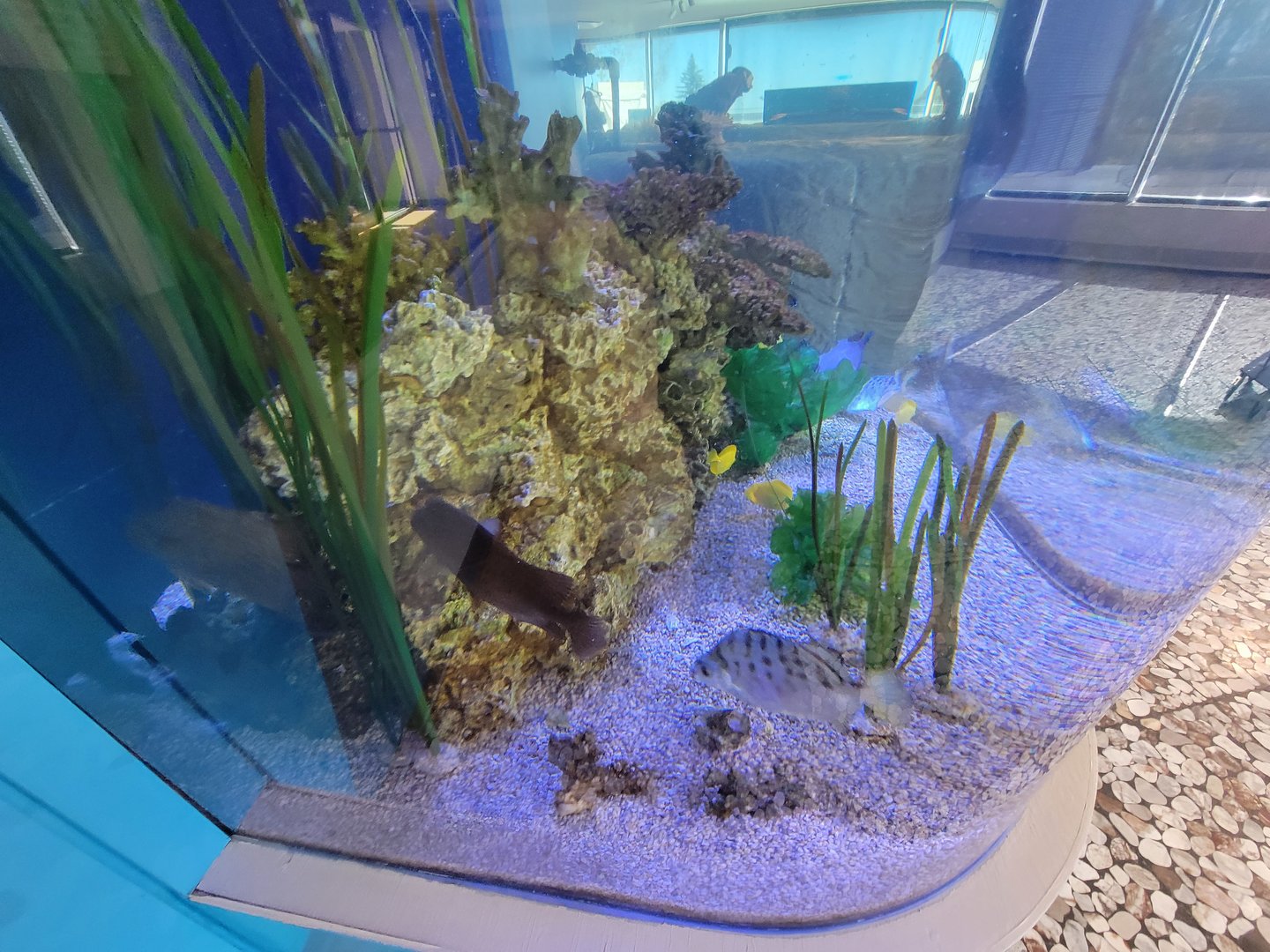 Aquarium du Quebec - Pavillon des eaux douces et salées, 3rd floor, Western Pacific Coastal Zone