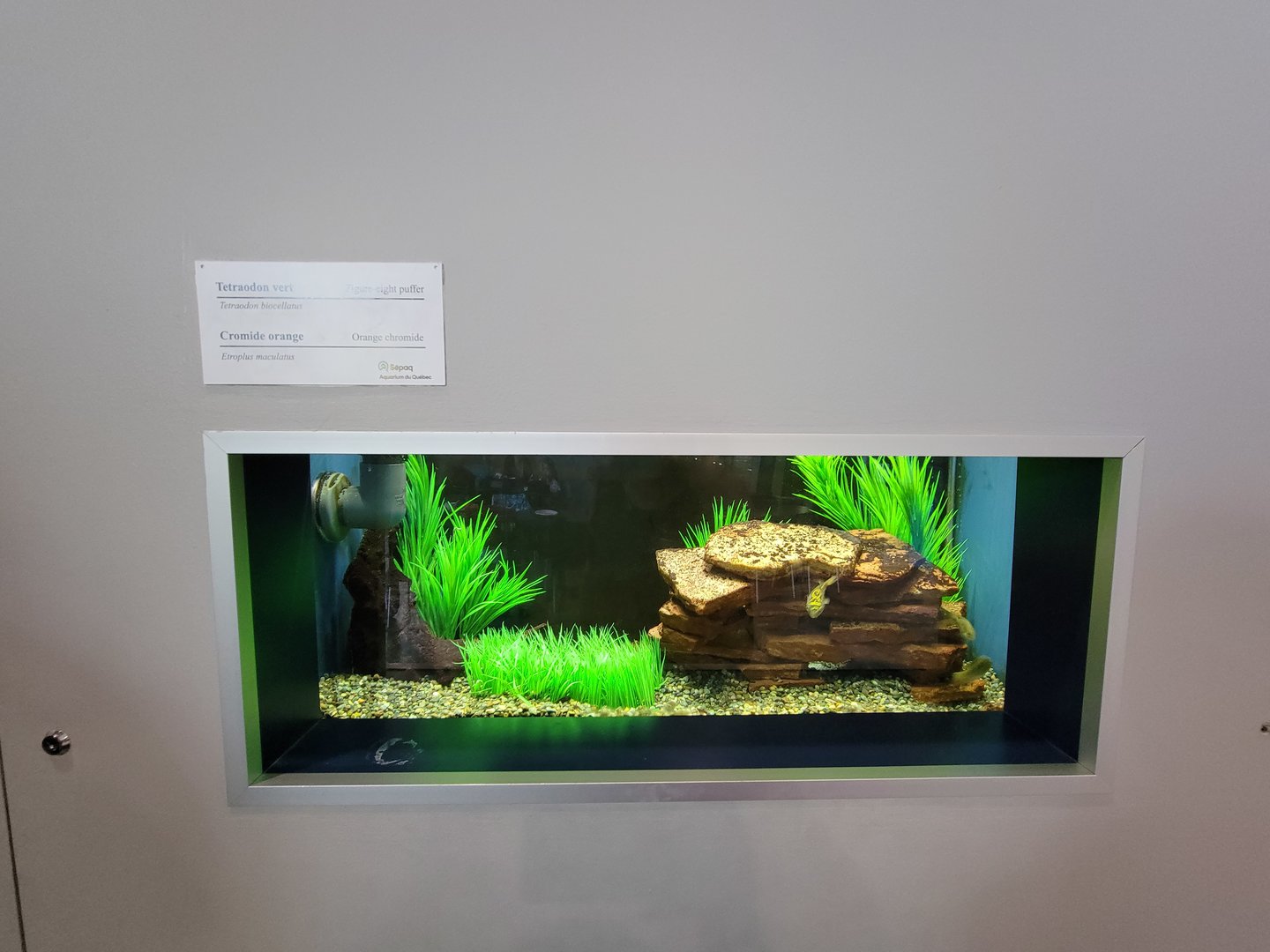 Aquarium du Quebec - Pavillon des eaux douces et salées, Figure Eight Puffer and Orange Chromide