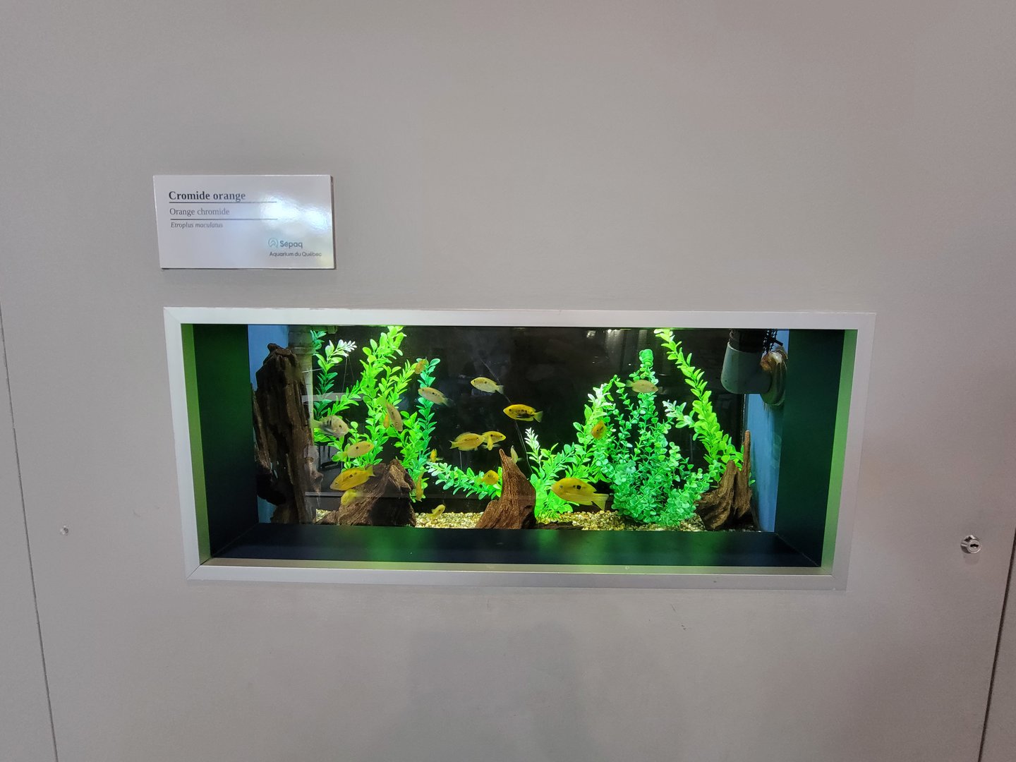 Aquarium du Quebec - Pavillon des eaux douces et salées, Orange Chromide