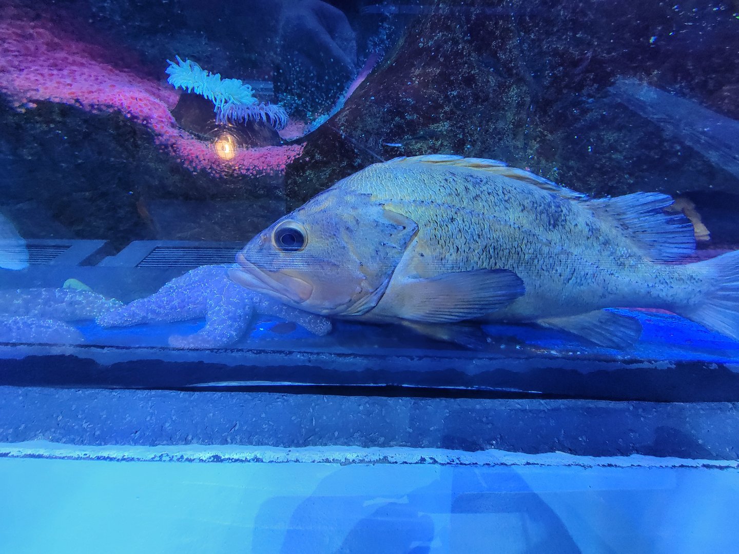 Aquarium du Quebec - Pavillon des eaux douces et salées, The Great Ocean Tunnel, Yelloweye Rockfish