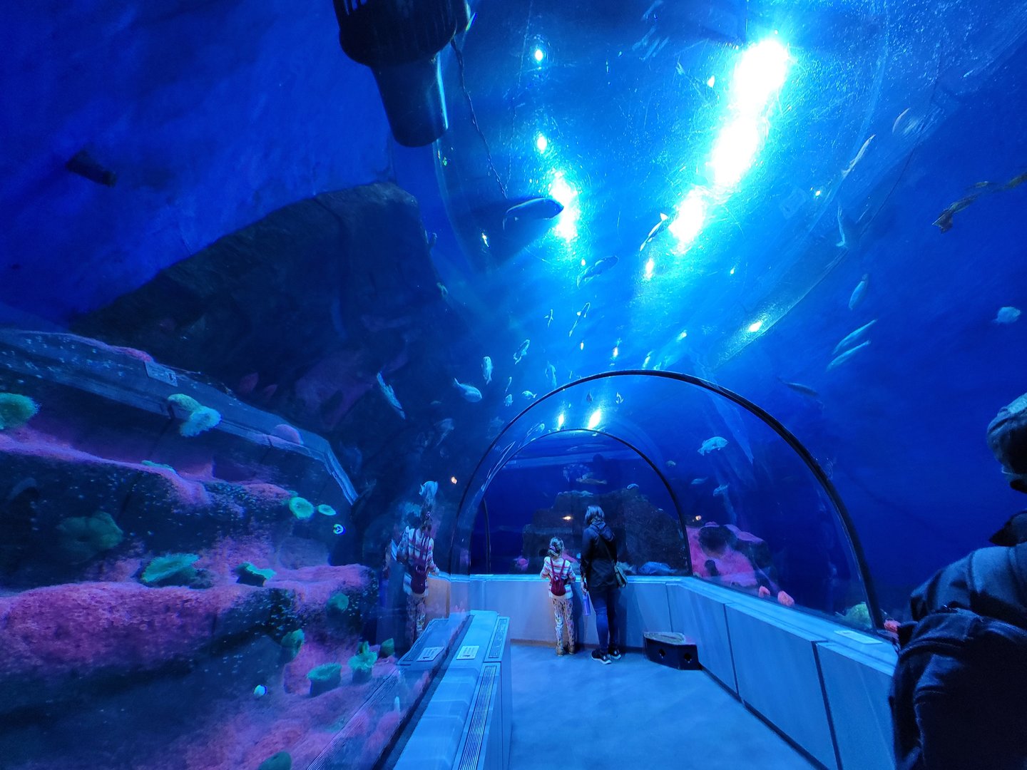 Aquarium du Quebec - Pavillon des eaux douces et salées, The Great Ocean Tunnel