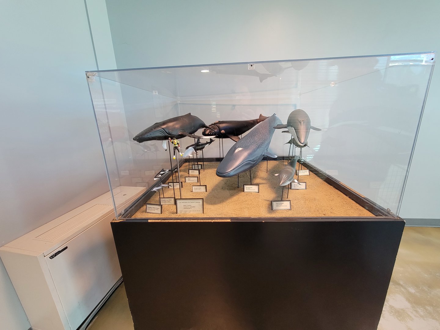 Aquarium du Quebec - Pavillon des eaux douces et salées, whale models