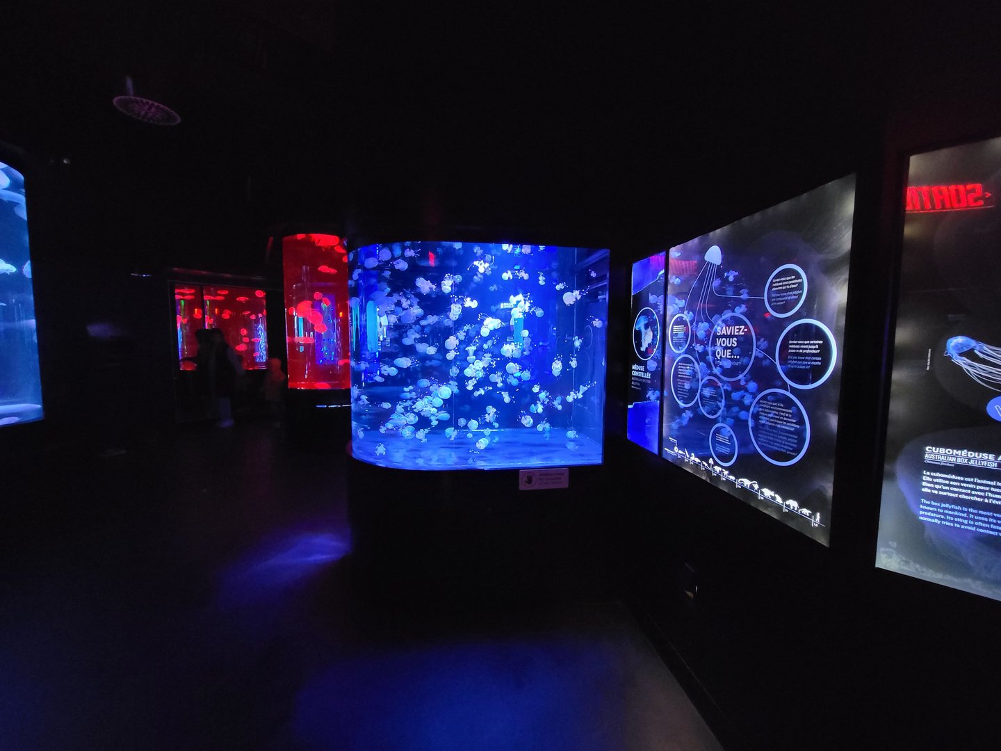 Aquarium du Quebec - Pavillon des profondeurs, Australian Spotted Jellyfish, Phyllorhiza punctata