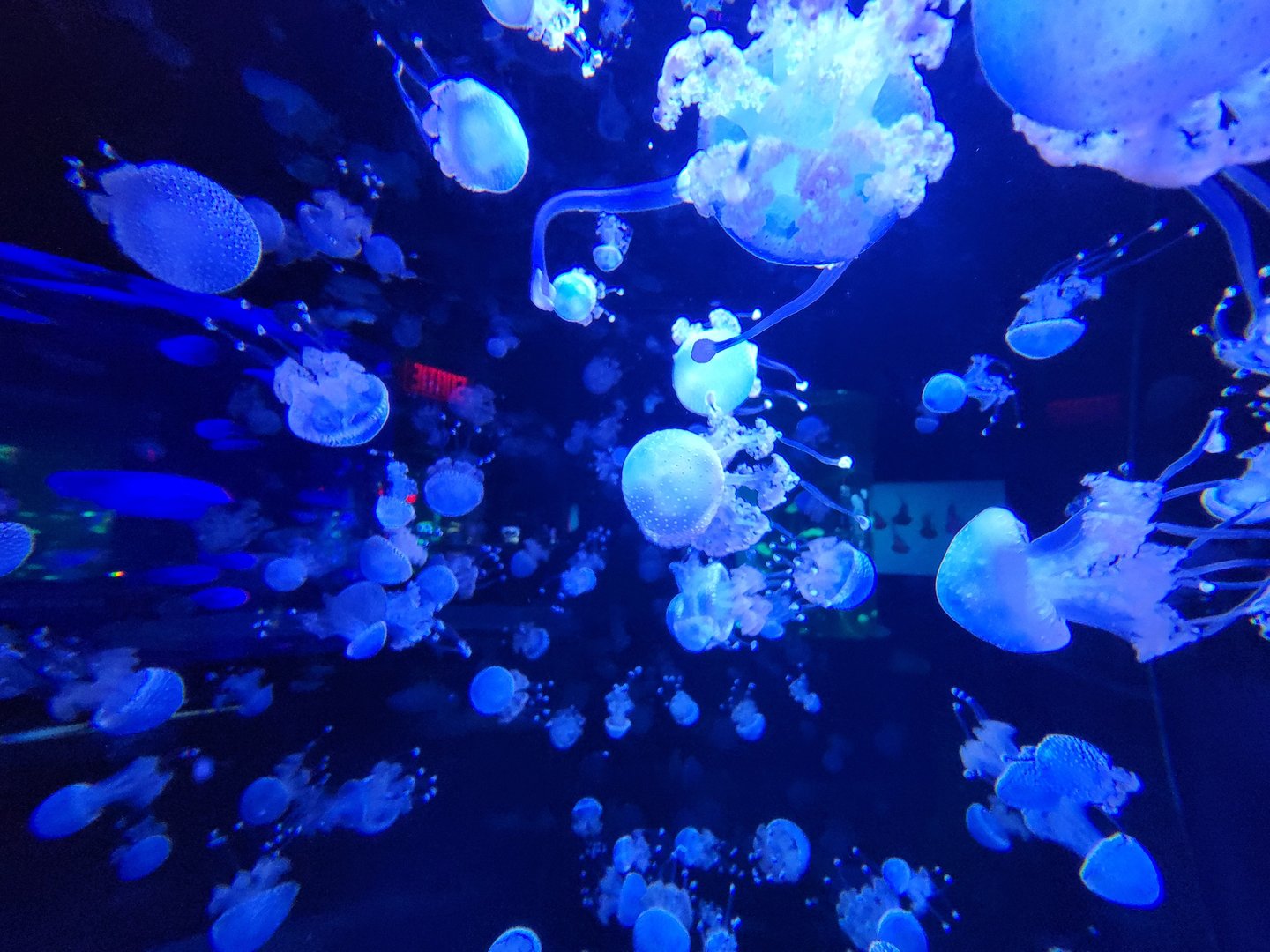Aquarium du Quebec - Pavillon des profondeurs, Australian Spotted Jellyfish, Phyllorhiza punctata