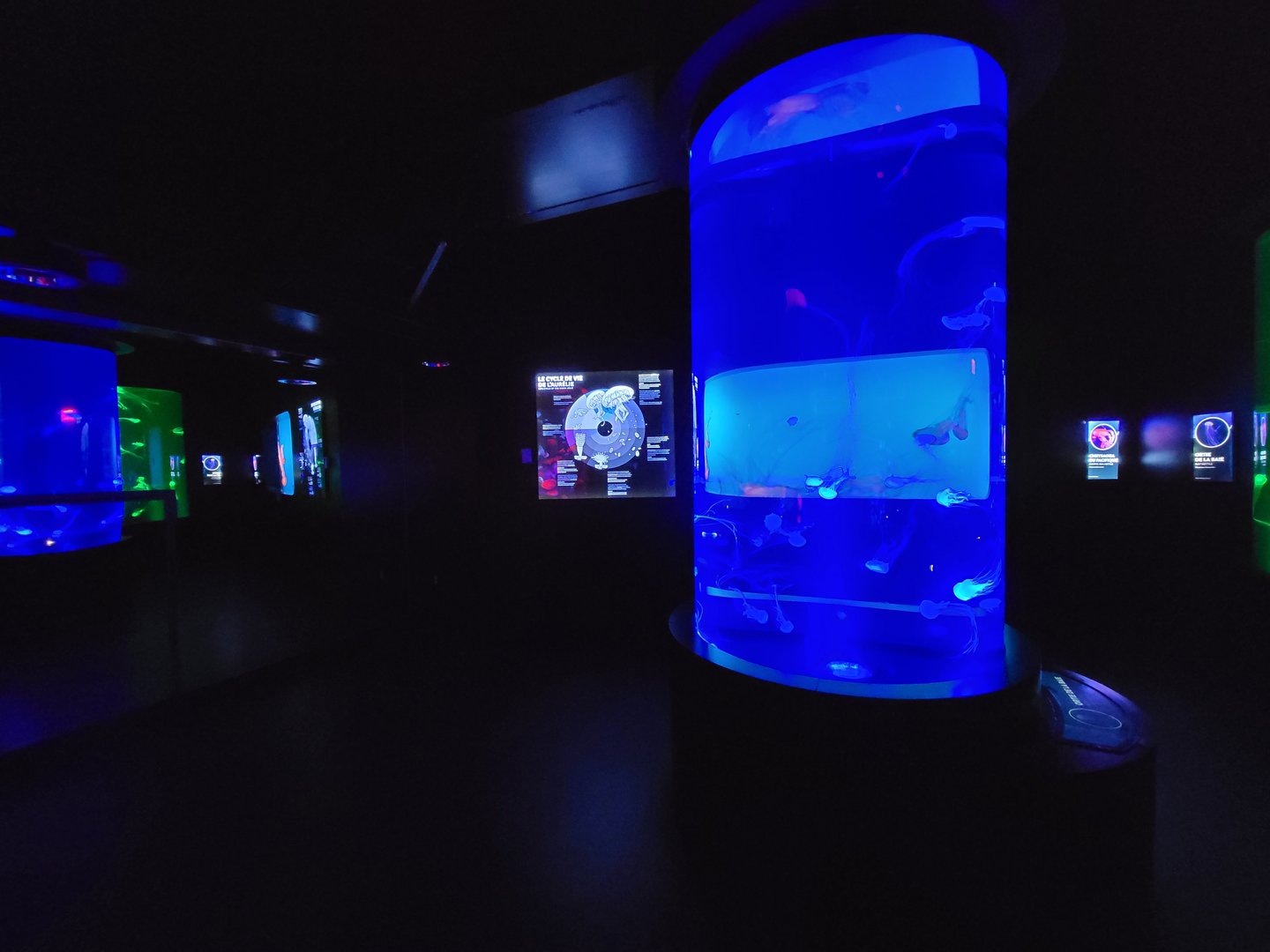 Aquarium du Quebec - Pavillon des profondeurs, Bay Nettle, Chrysaora chesapeakei