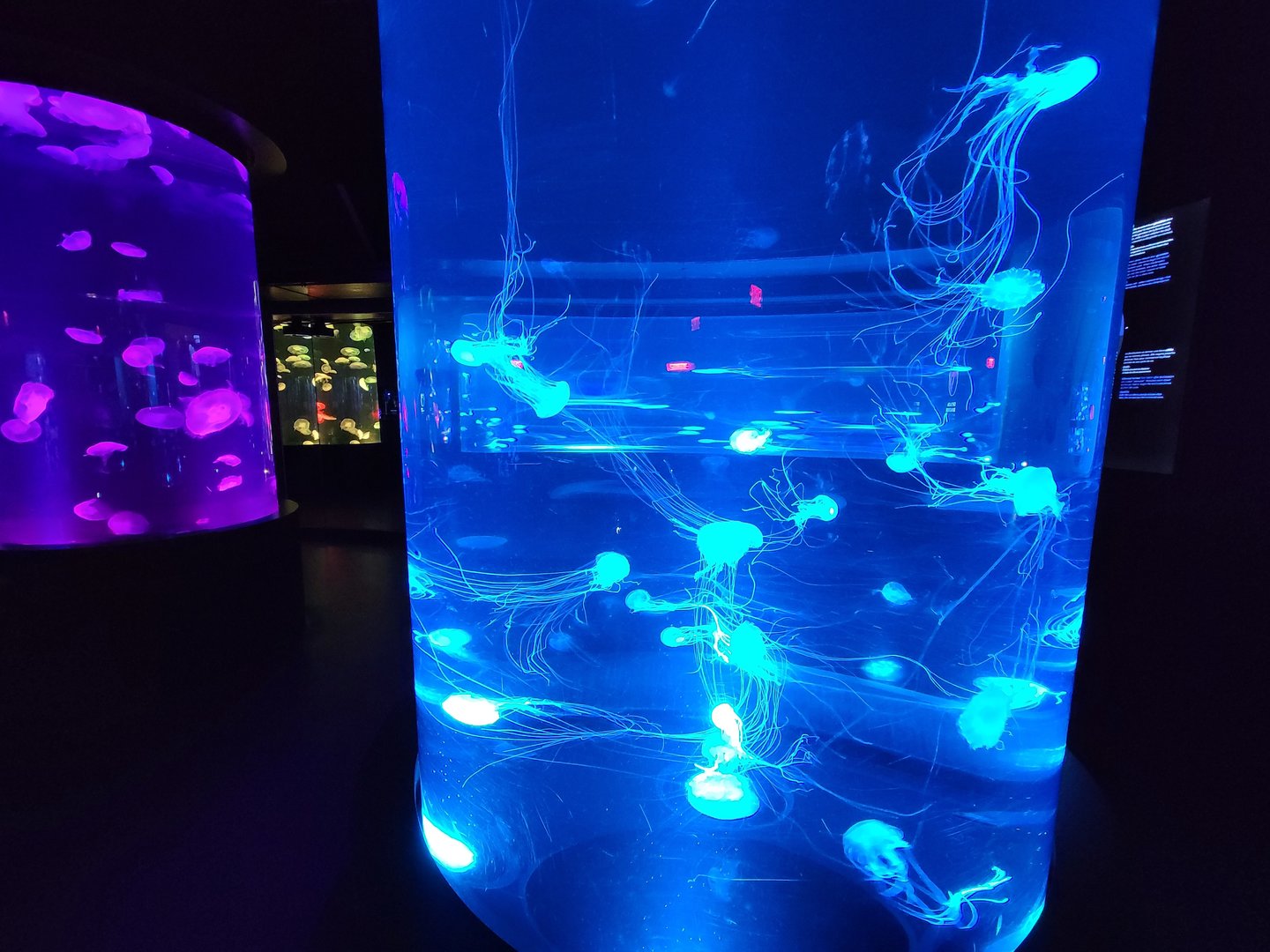 Aquarium du Quebec - Pavillon des profondeurs, Bay Nettle, Chrysaora chesapeakei